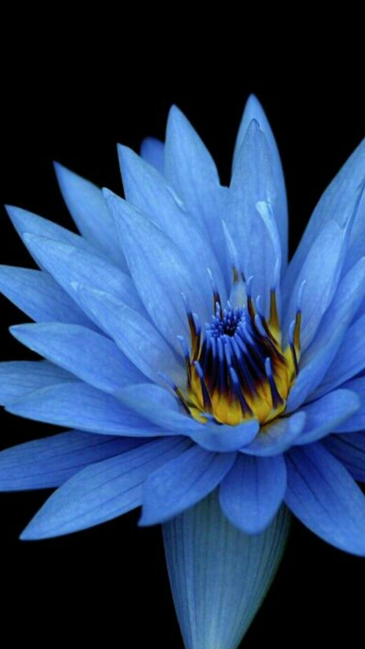 meuspins. Blue lotus flower, Blue flower wallpaper, Blue flowers background
