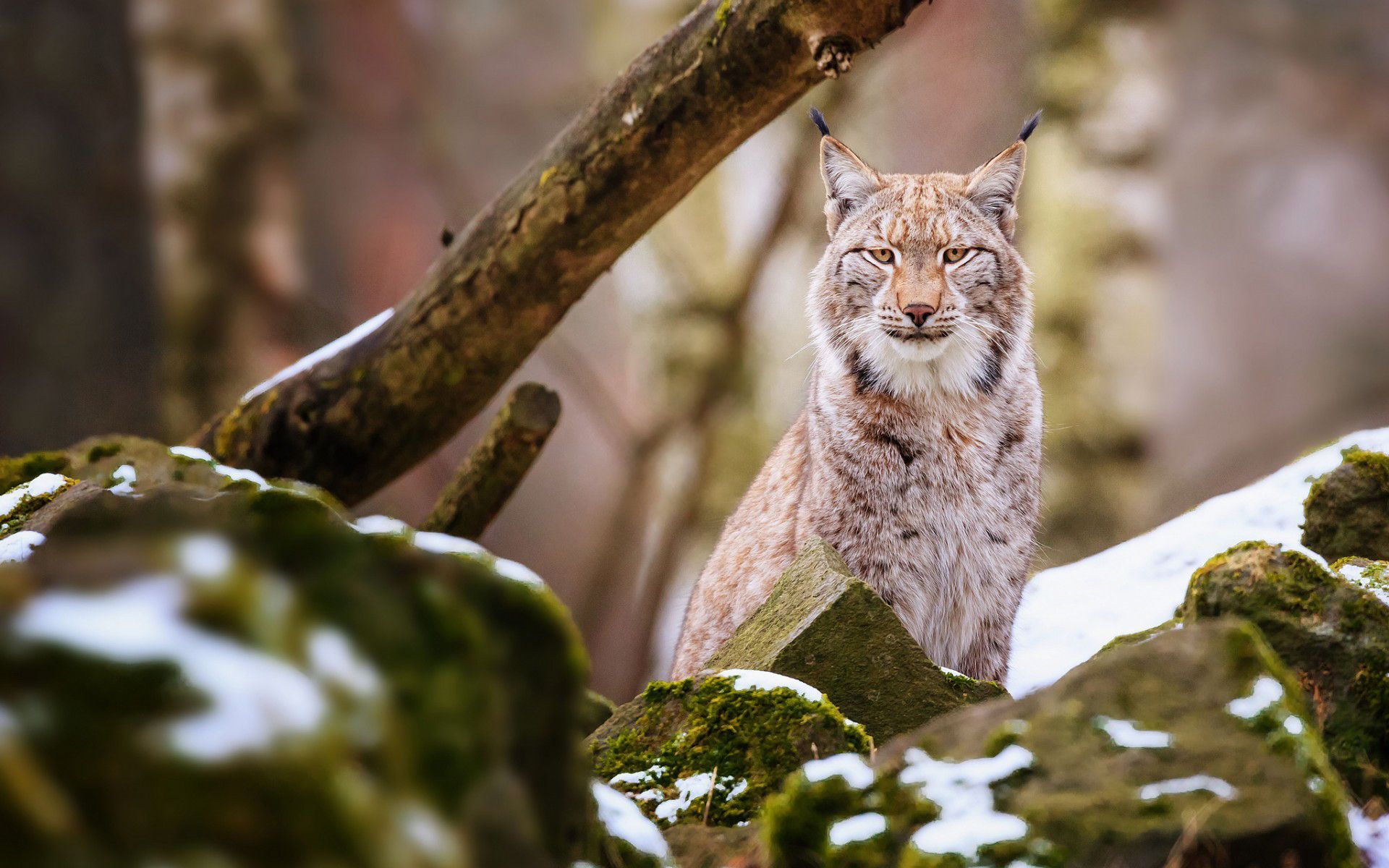 Wallpaper. Animals, Lynx, Animal wallpaper