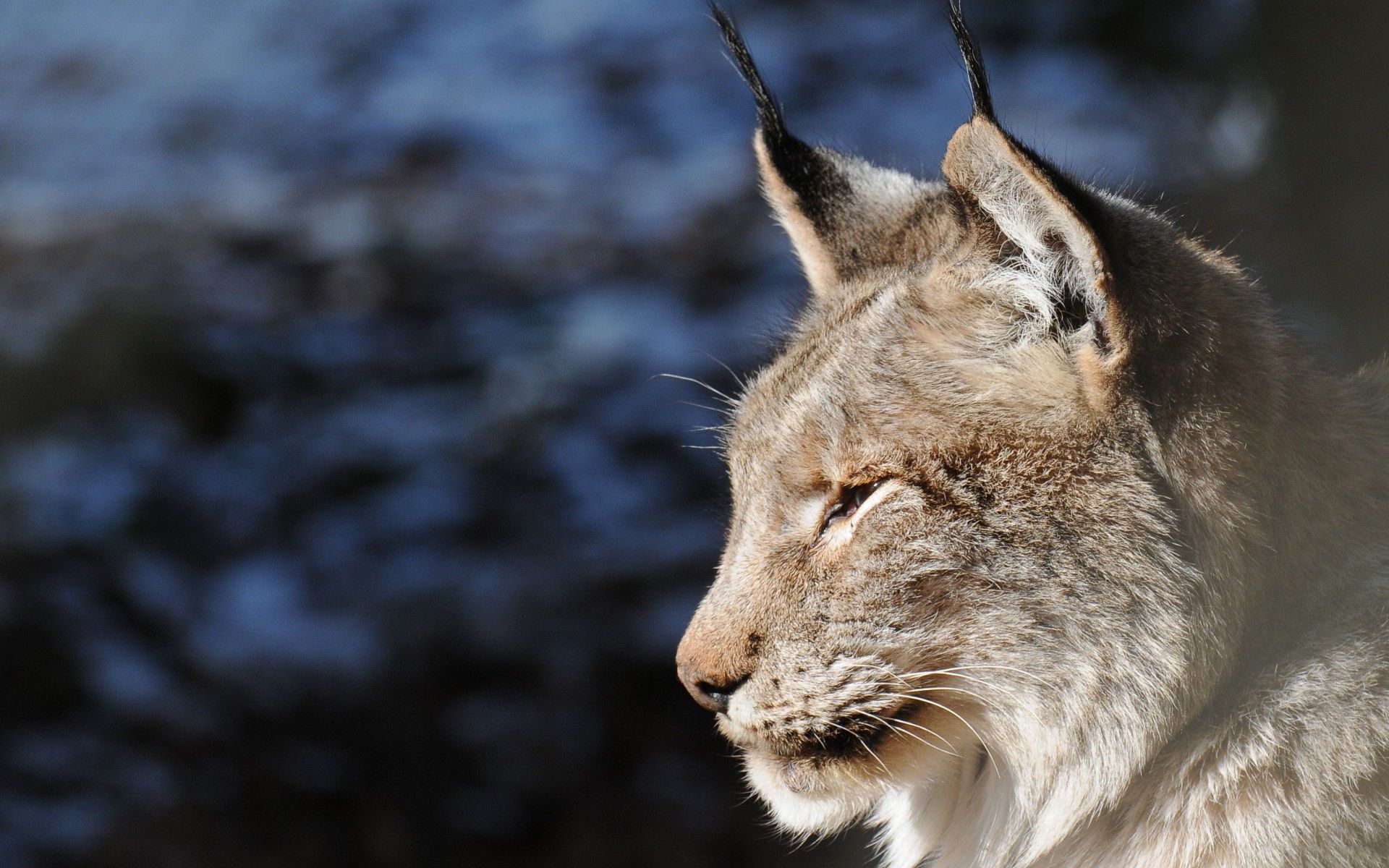 Lynx Wallpaper 38479 1920x1200px