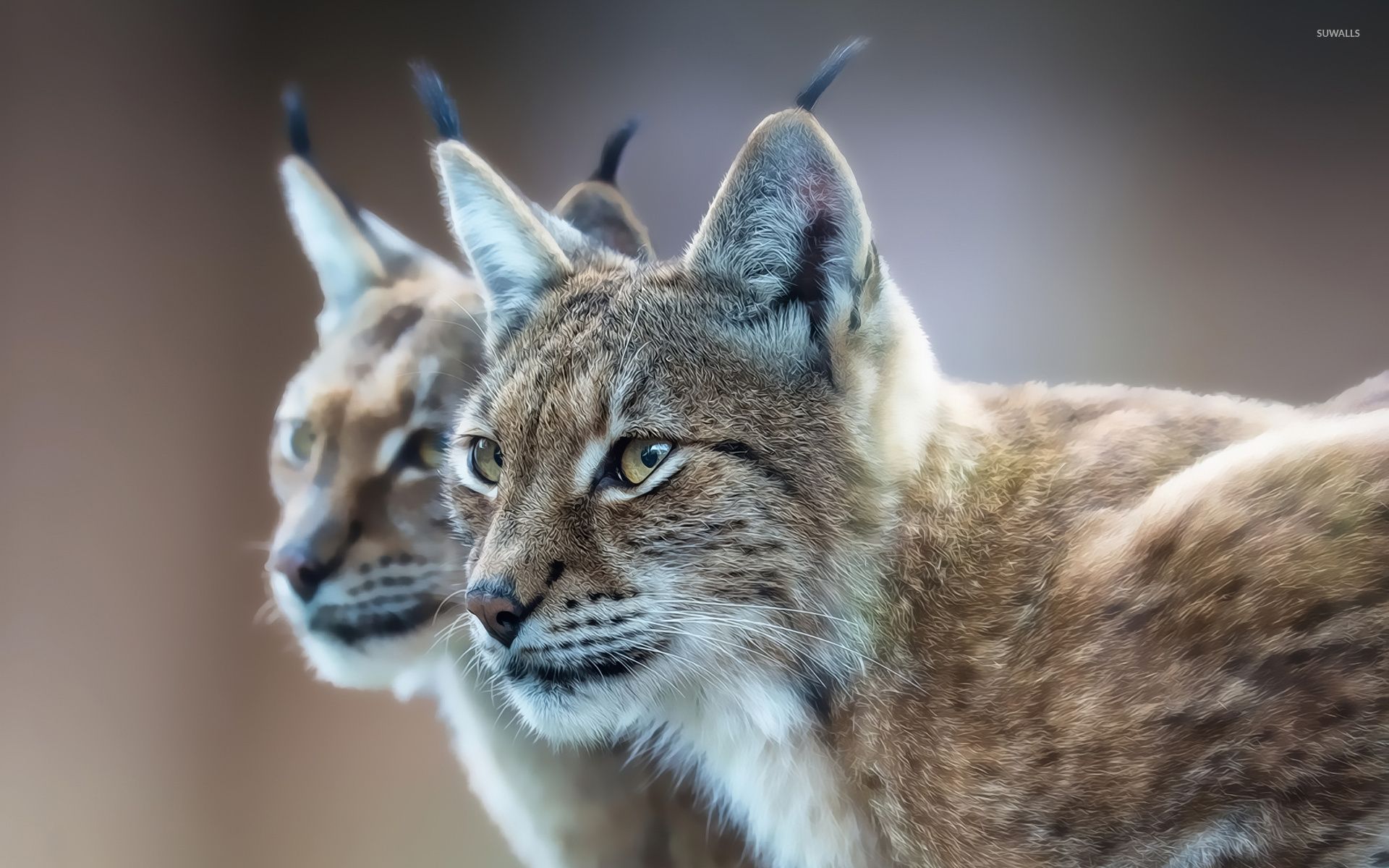 Lynx Animal Wallpapers - Wallpaper Cave