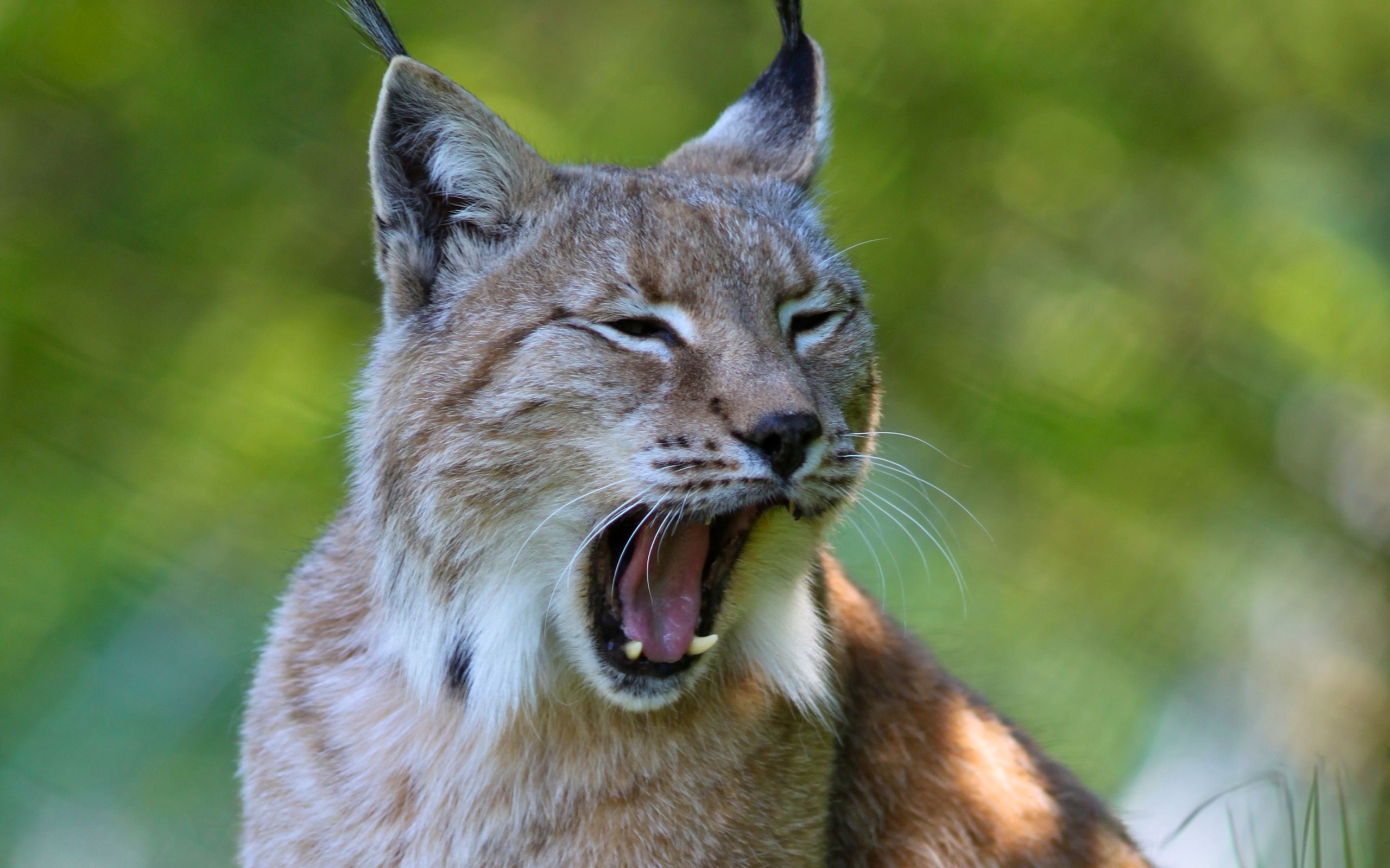 Lynx Animal Wallpaper 49573 2560x1600px