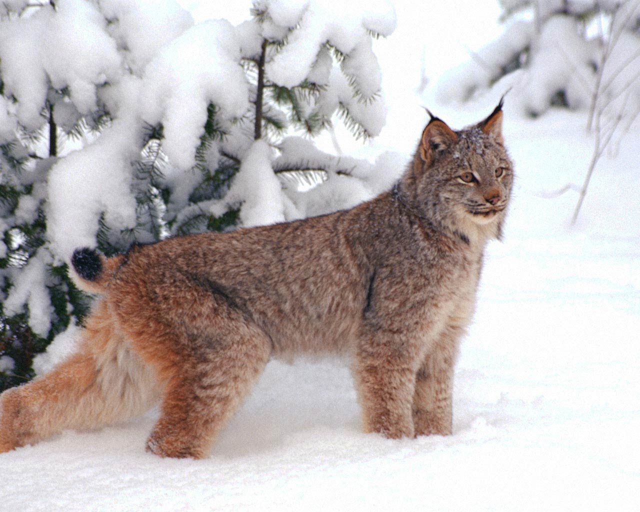 Beautiful Lynx in the show wallpaper. Amazing animal wallpaper. Small wild cats, Canada lynx, Cats
