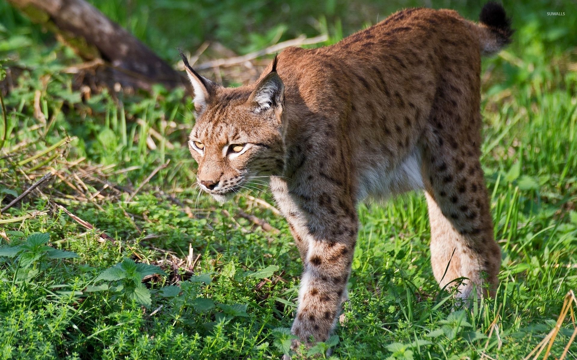 Lynx [10] wallpaper wallpaper