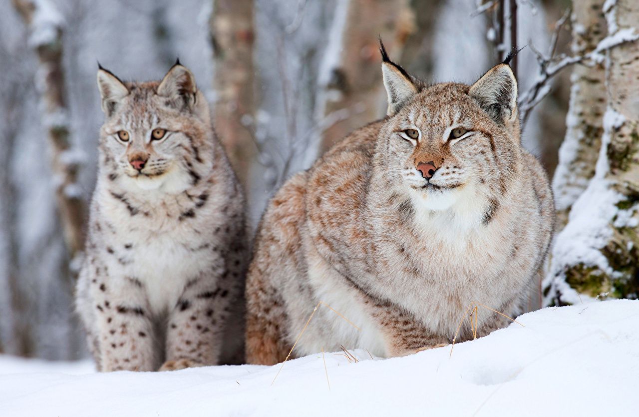 Photo Lynx Big cats Snow Animals