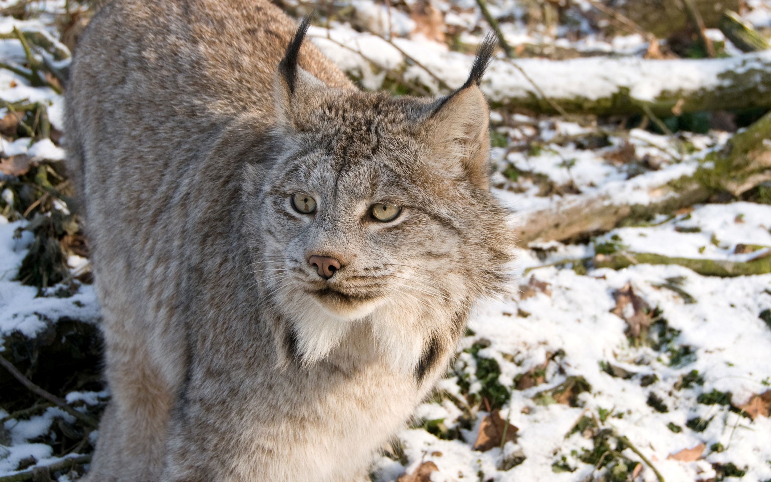 Lynx Animal Wallpaper Background 49574 2560x1600px