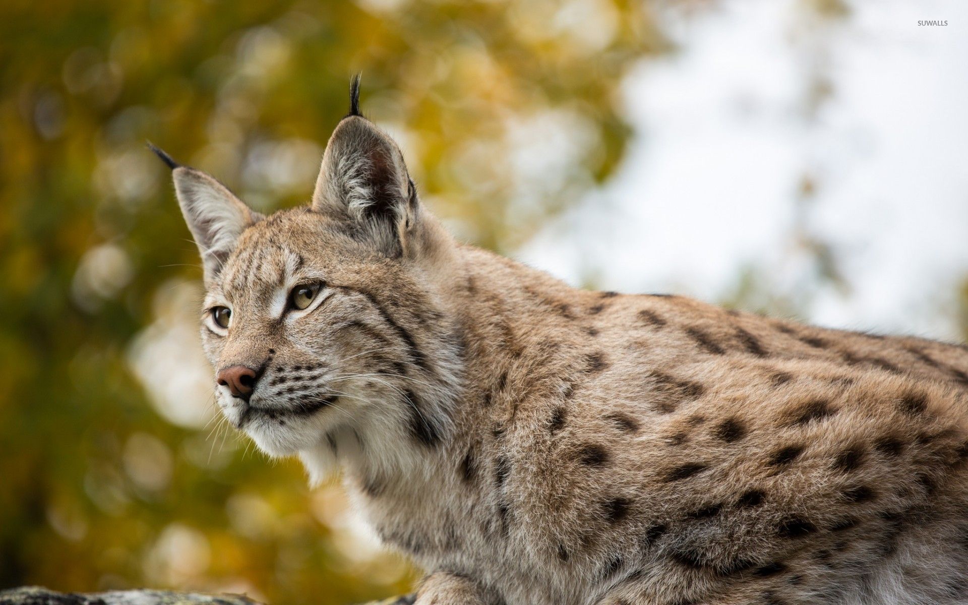 Cute lynx wallpaper wallpaper