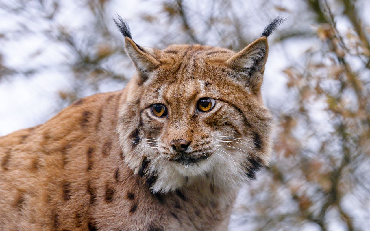 Lynx Animal Wallpapers - Wallpaper Cave