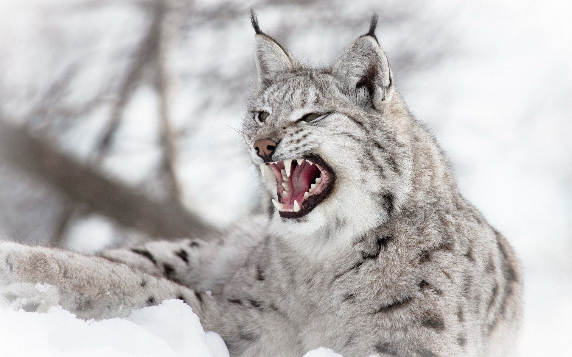 animals lynx nature snow wildlife depth of field wild cat open mouth wallpaper