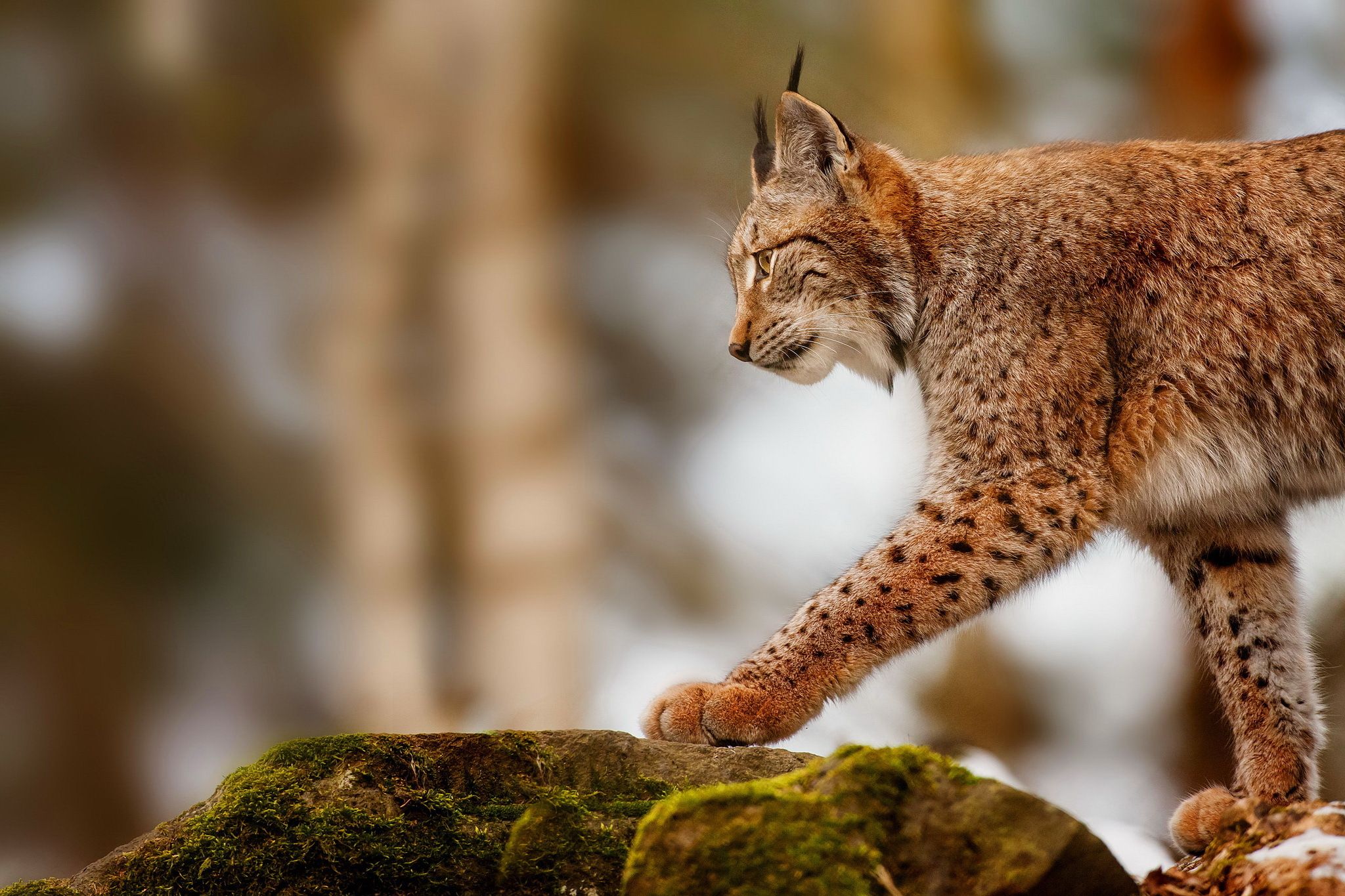 Wallpaper lynxes Big cats animal 2048x1365