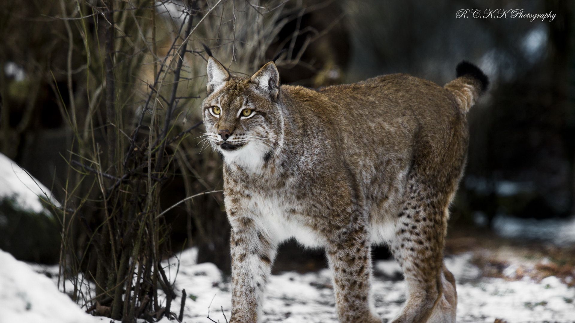 Lynx Animal Wallpapers - Wallpaper Cave