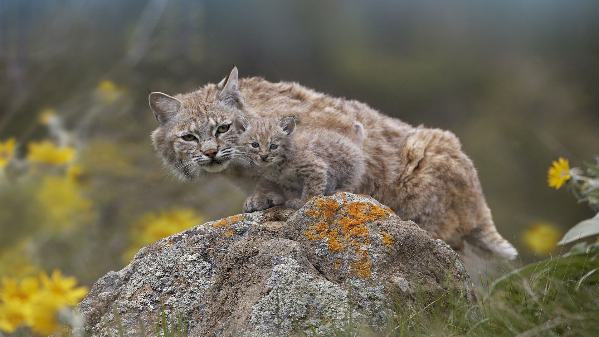 Wallpaper, nature, grass, wildlife, baby animals, whiskers, lynx, feline, wild cat, bobcat, fauna, 1920x1080 px, cat like mammal, snout, small to medium sized cats, carnivoran, terrestrial animal 1920x1080