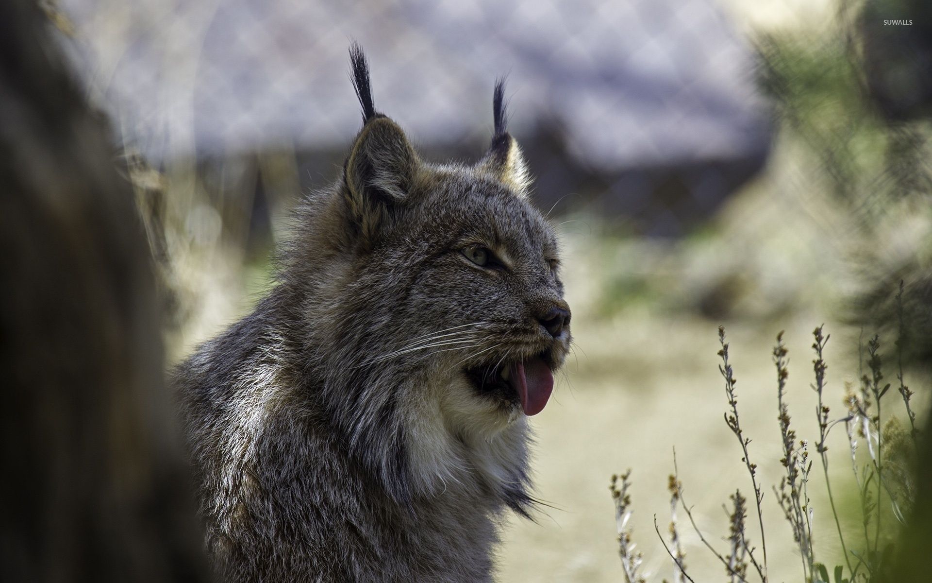 Lynx [9] wallpaper wallpaper