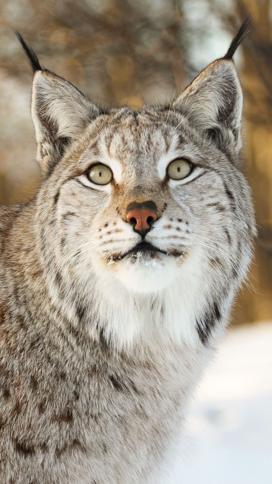 Lynx Animal Wallpapers - Wallpaper Cave