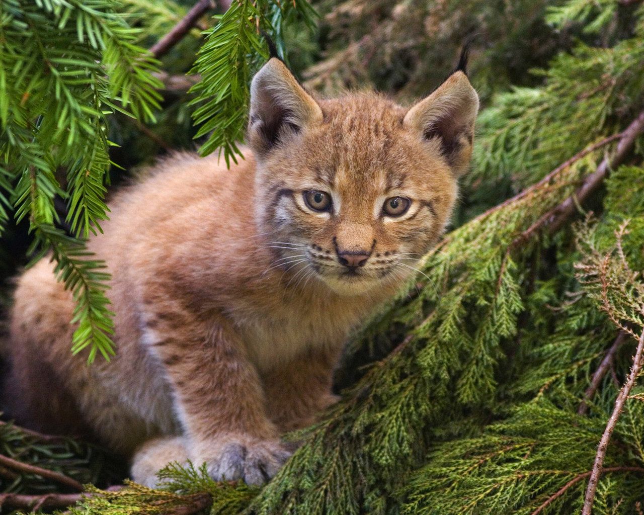 Picture Lynx Big cats Cubs animal