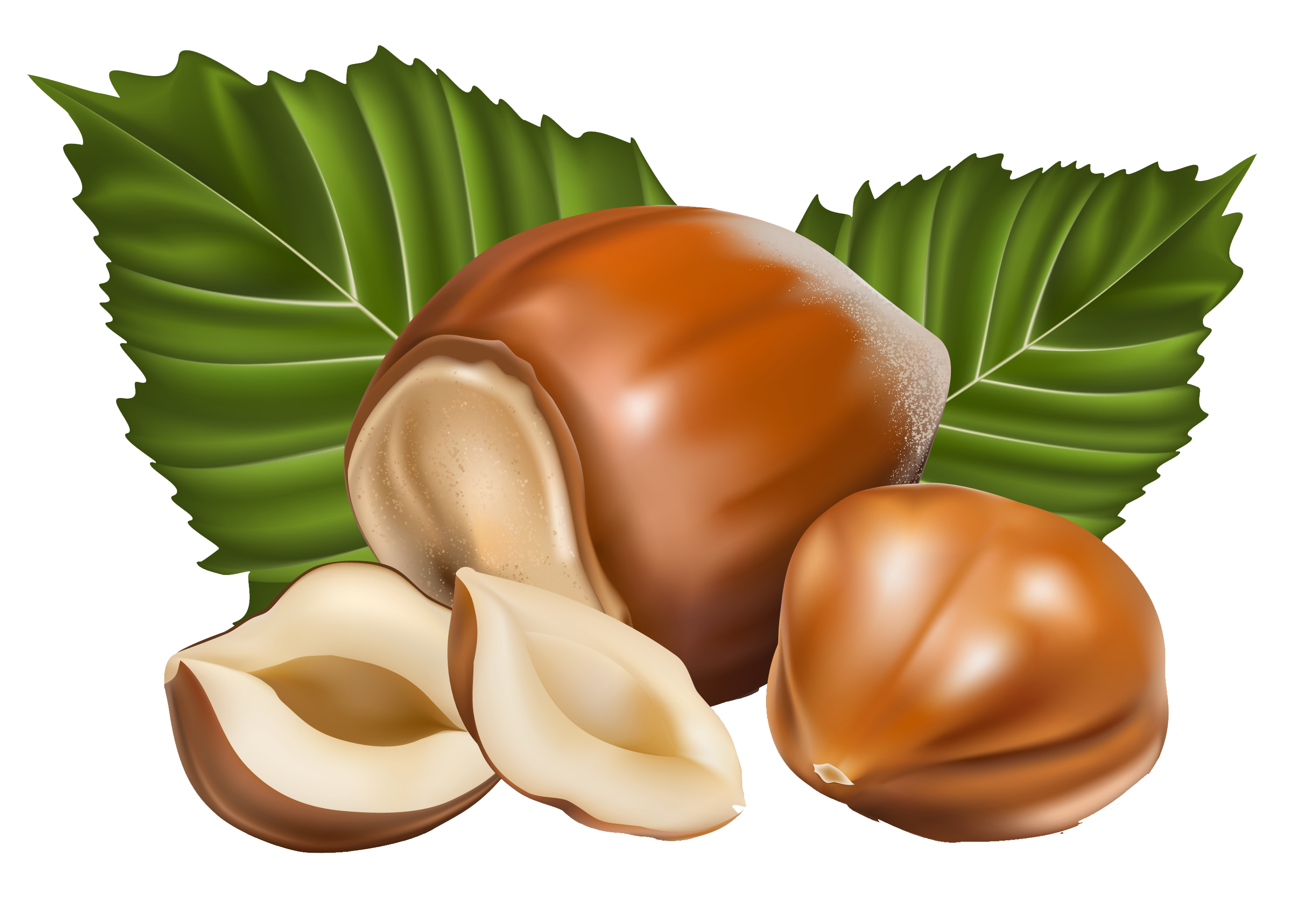 Hazelnut PNG Clipart Picture​-Quality Image and Transparent PNG Free Clipart