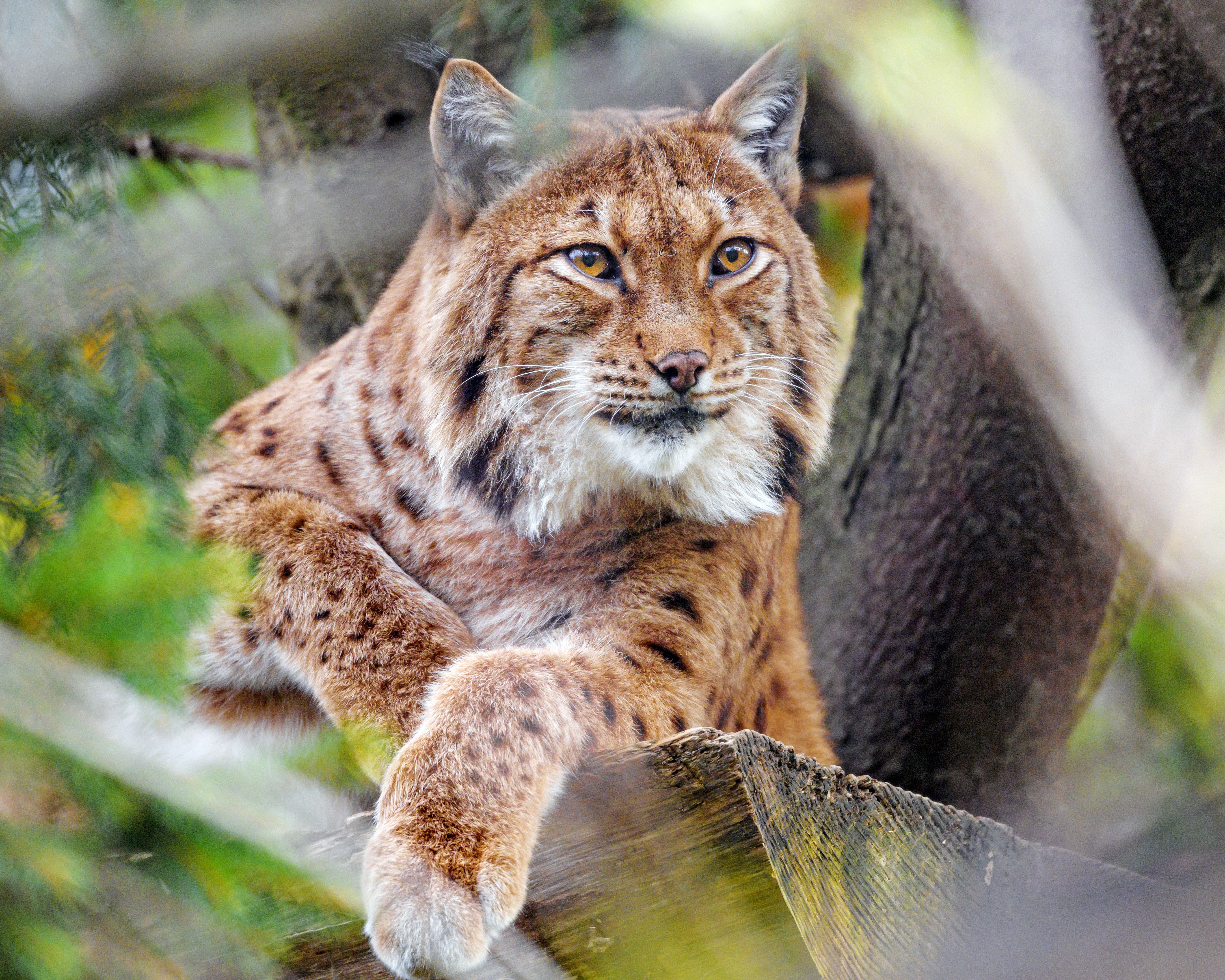 Wallpaper. Animals. photo. picture. lynx, view, big cat, predator, Animal