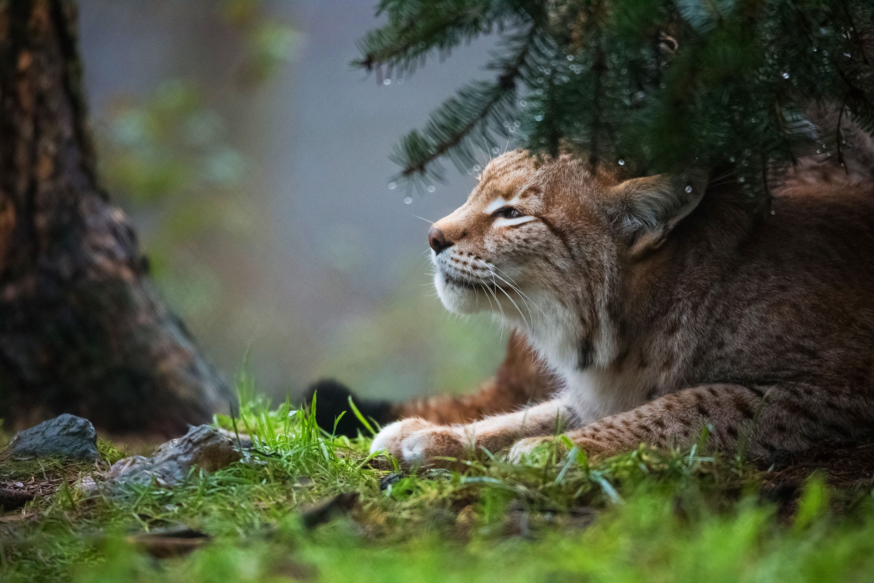 Big Cat, Stare, Lynx, Wildlife, predator (Animal) wallpaper