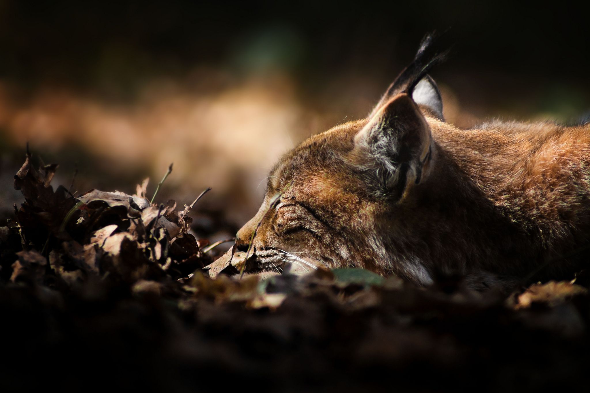 Animal Lynx Wallpaper:2048x1365