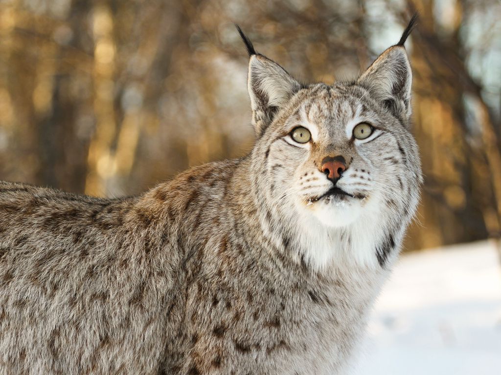 Download wallpaper 1024x768 lynx, big cat, animal, glance standard 4:3 HD background