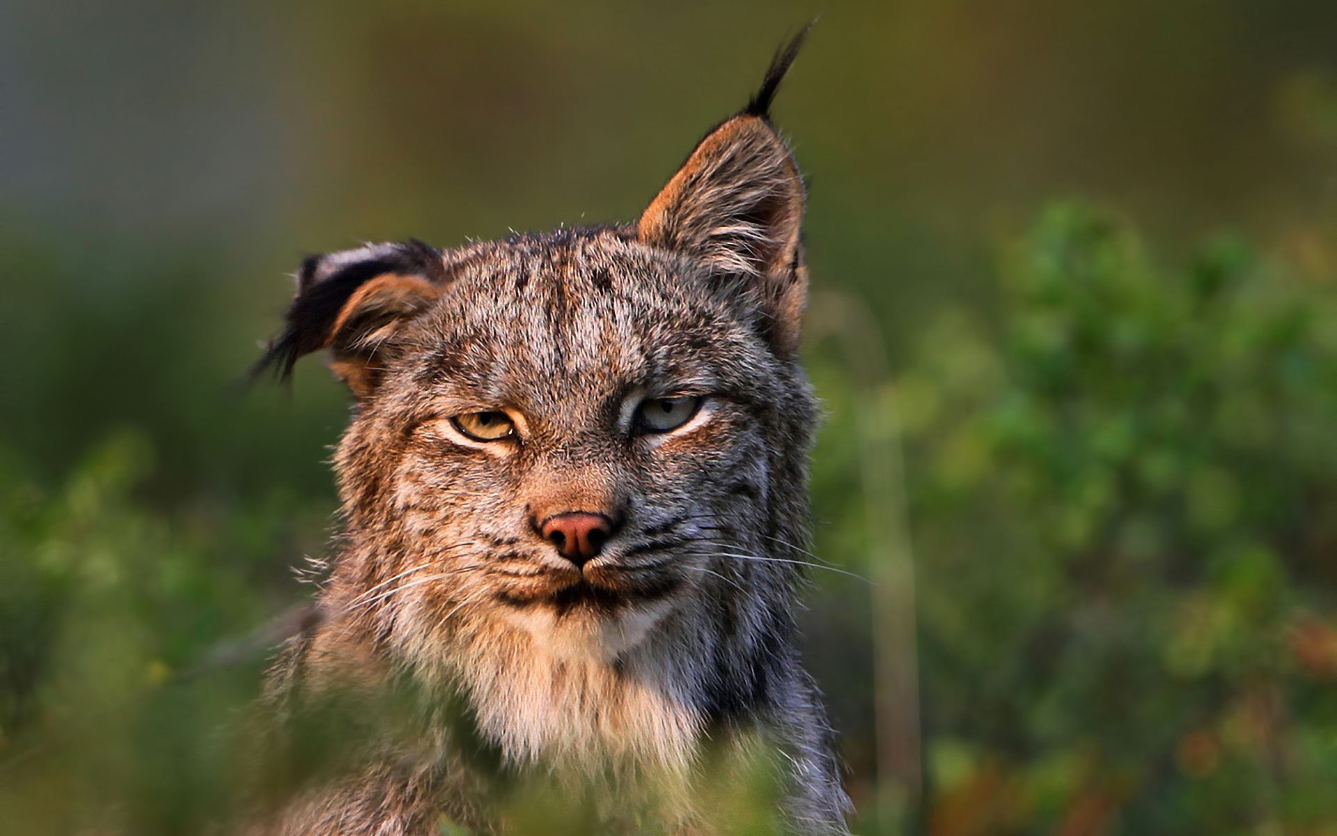 Desktop Wallpaper Lynx Big cats animal 1920x1200