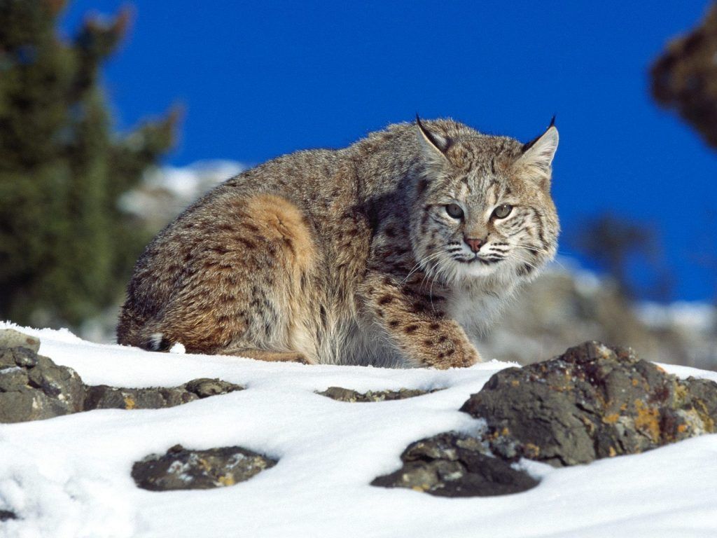 Cold Stare Bobcat, High Res Wallpaper Image For Download