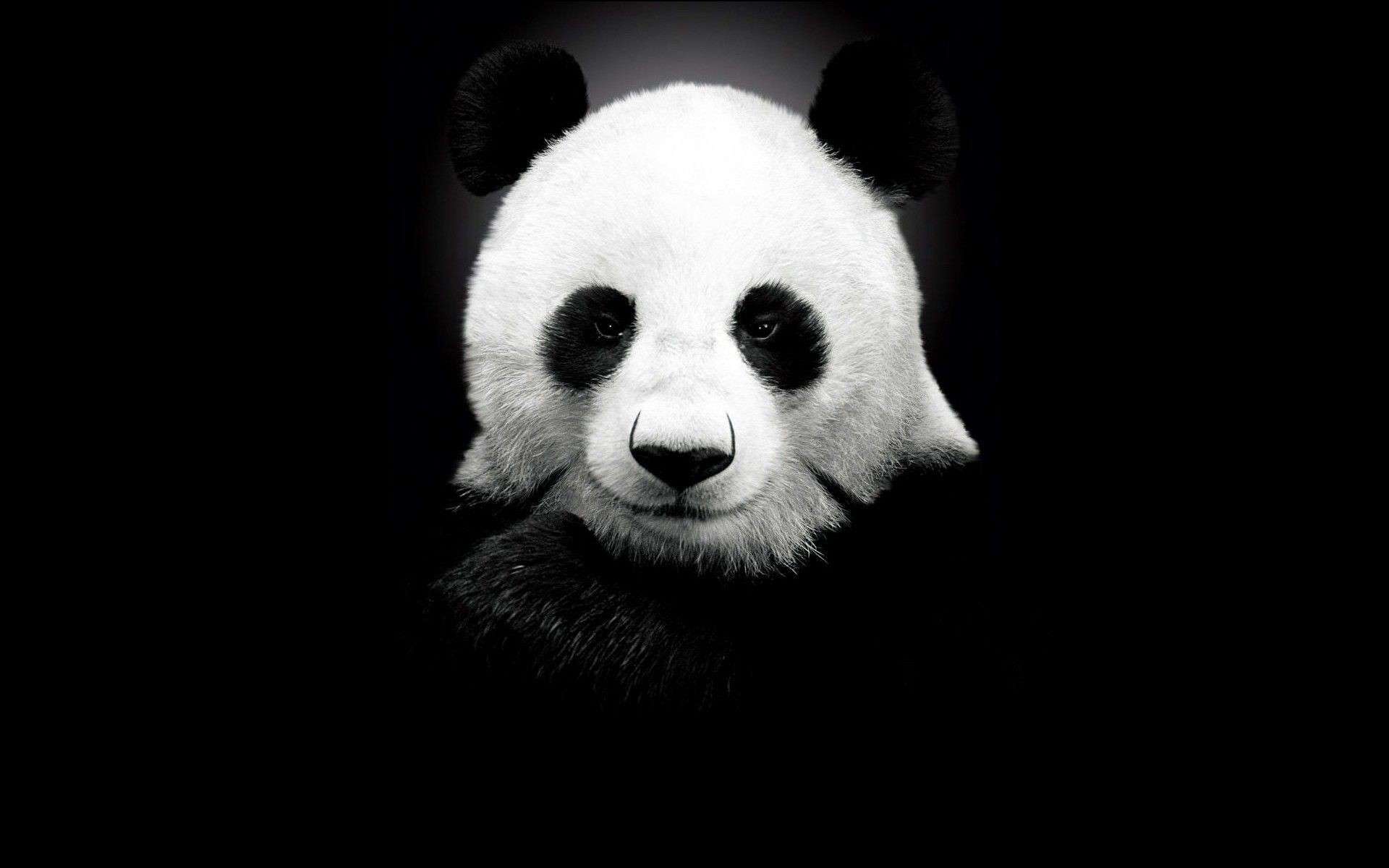 Cartoon Panda Wallpaper Black Background