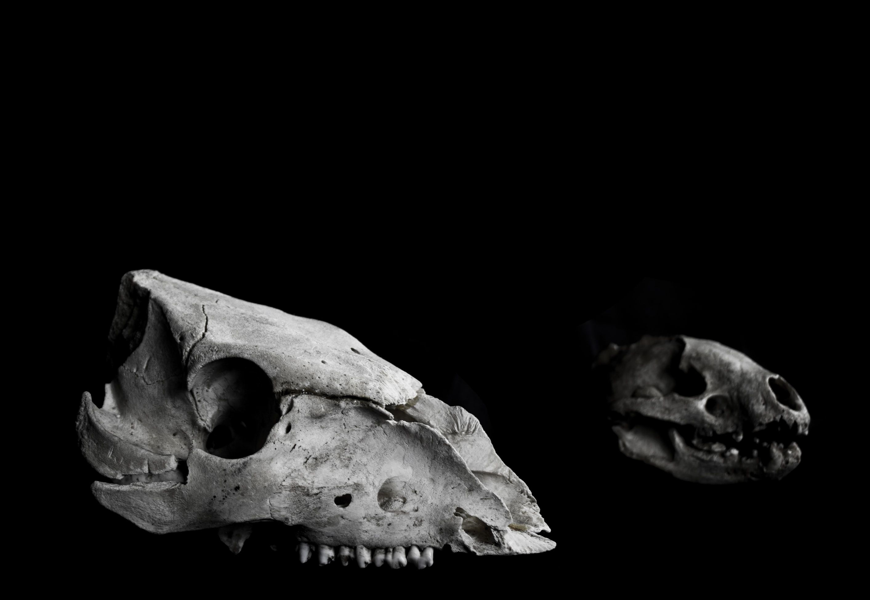 Jaw, skeleton, soil and fossil. HD photo by Asher Legg. Skull wallpaper, HD skull wallpaper, Animal sketches