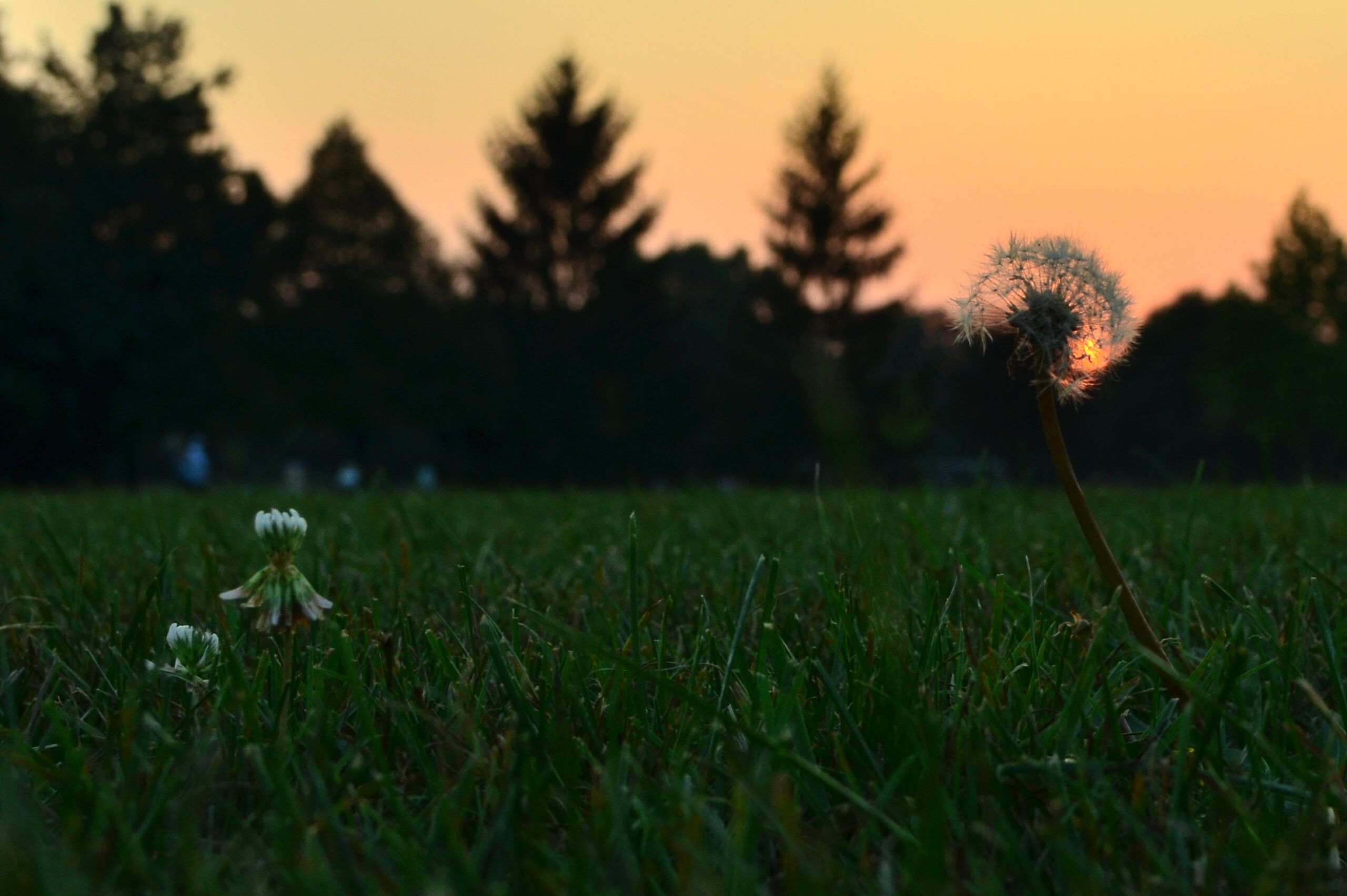 Wallpaper, trees, light, sunset, summer, sky, orange, plants, Sun, plant, color, tree, colors, beauty, field, painting, landscape, evening, Nikon, peace, postcard, dream, dandelion, inspirational, inspire, d5100, mygearandme 2560x1704