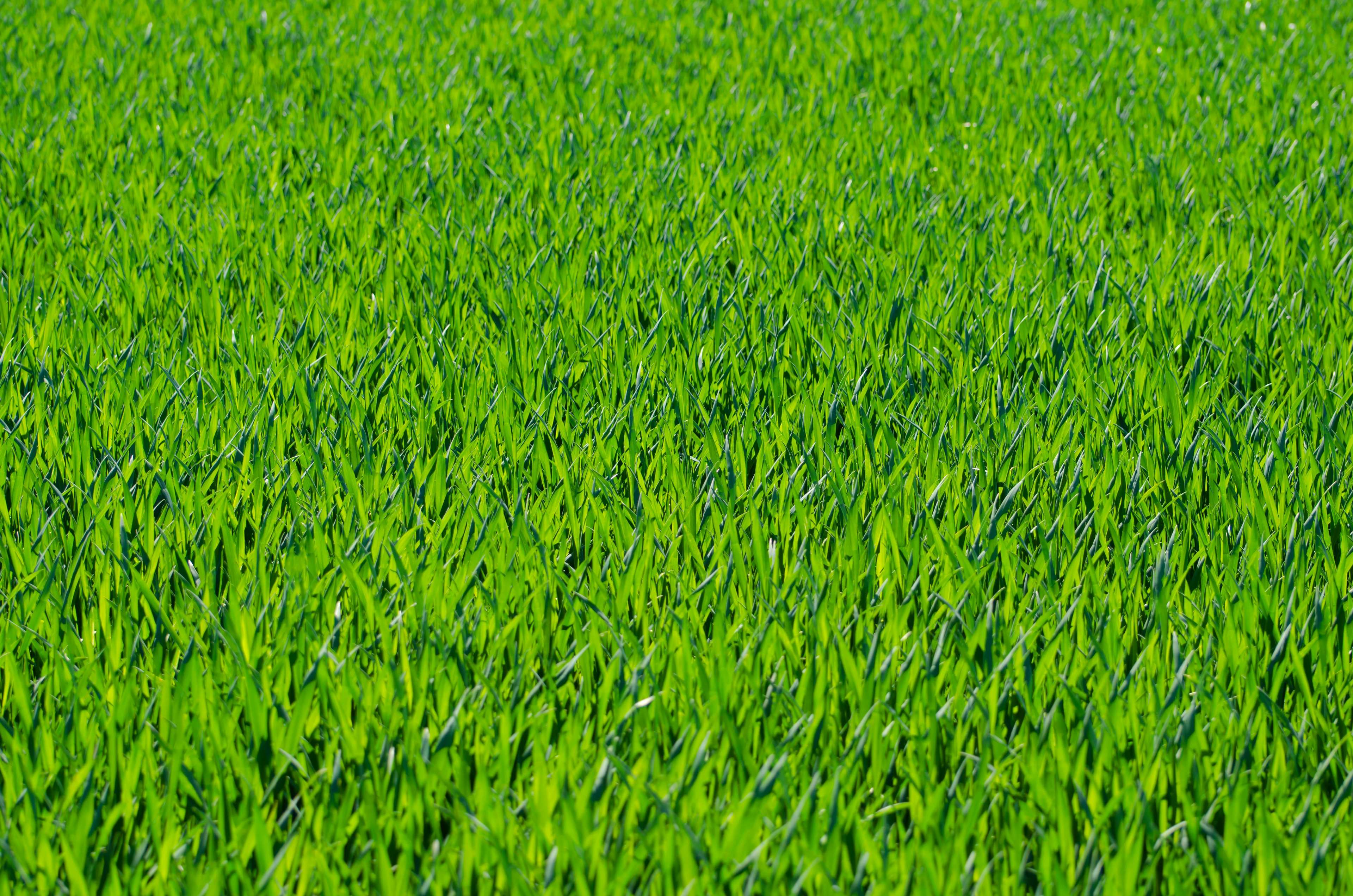 stalks HD wallpaper, Background