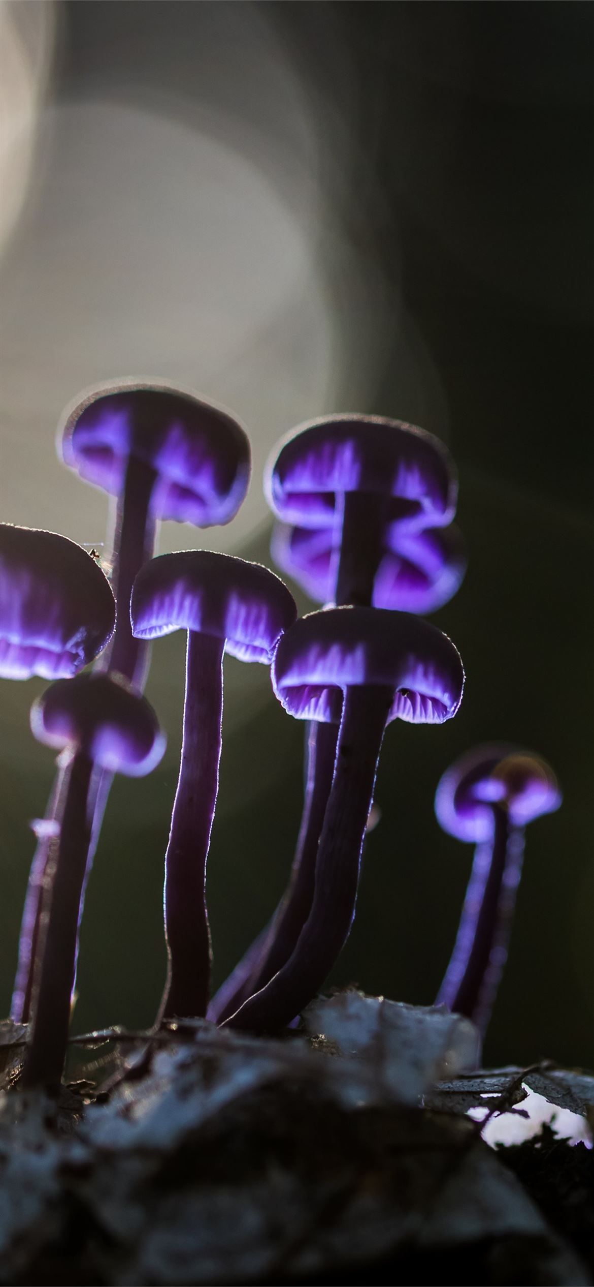 mushrooms purple glowing 5k iPhone 12 Wallpaper Free Download