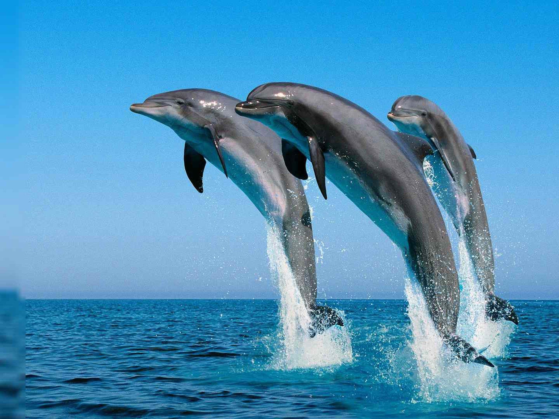 Dolphins Jump In The Air To The Caribbean Sea Summer HD Wallpaper For Deskx1440, Wallpaper13.com