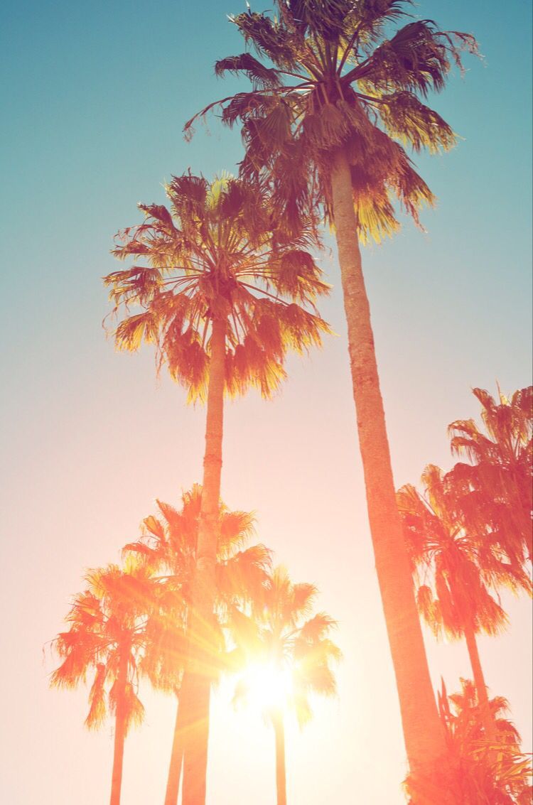Tropical palm trees through haze of sunset at Summer time.Similar. Wallpaper iphone summer, Summer wallpaper, Cute summer background