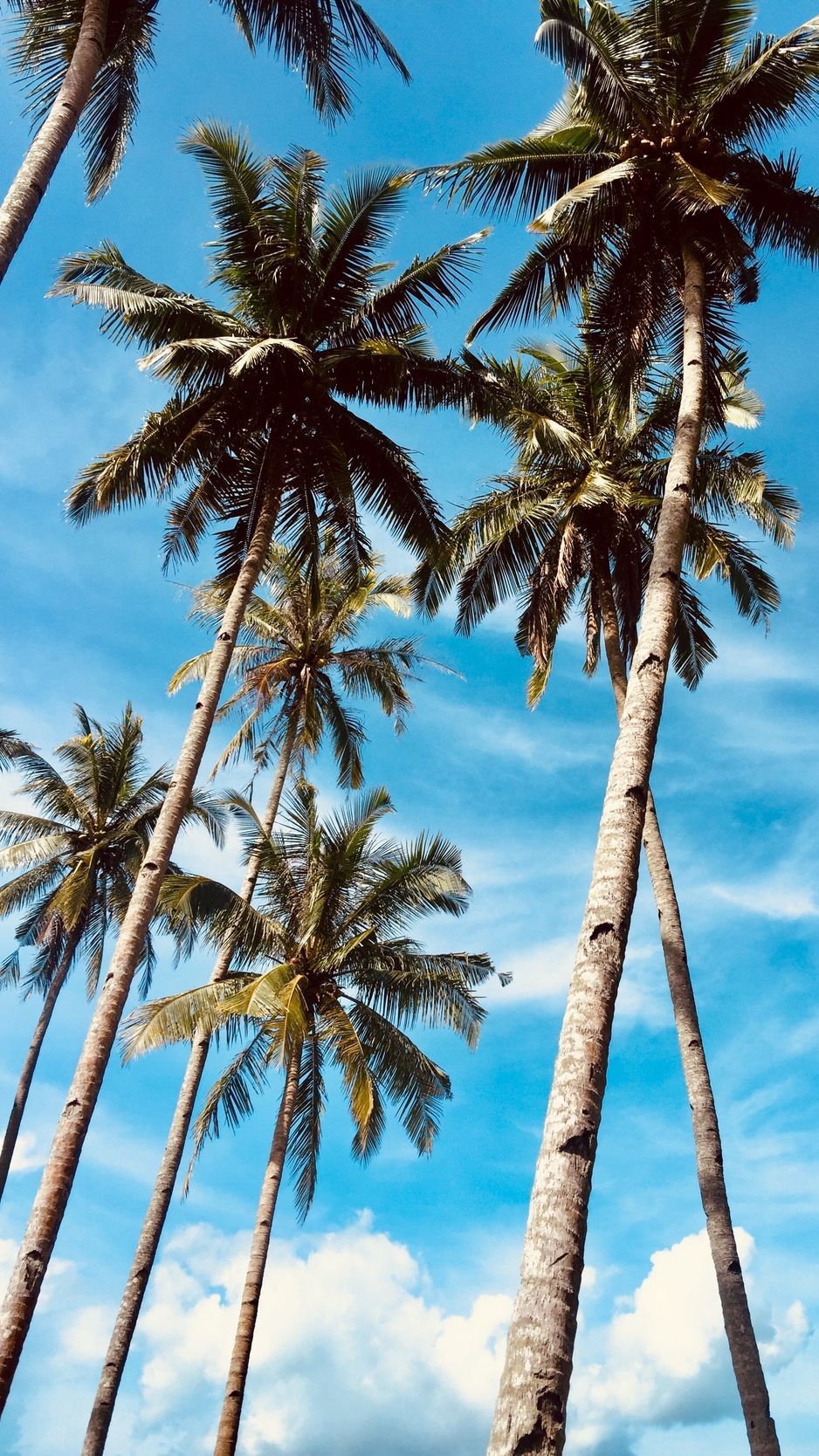 Palm trees, sky, tropics, trees wallpaper. Palm tree background, Tree wallpaper iphone, Palm trees wallpaper