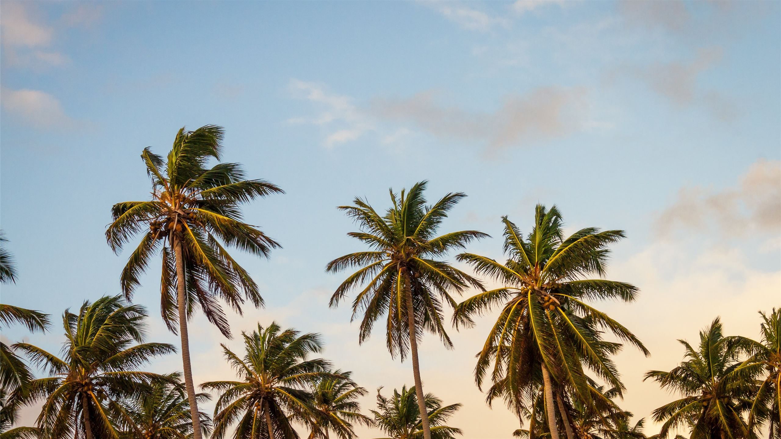 summer palm tree paradise MacBook Air Wallpaper Download