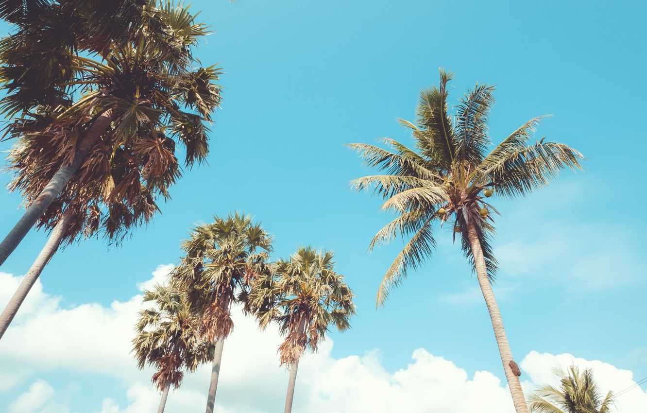 Wallpaper beach, summer, the sky, palm trees, shore, summer, beach, seascape, beautiful, paradise, palms, tropical image for desktop, section природа