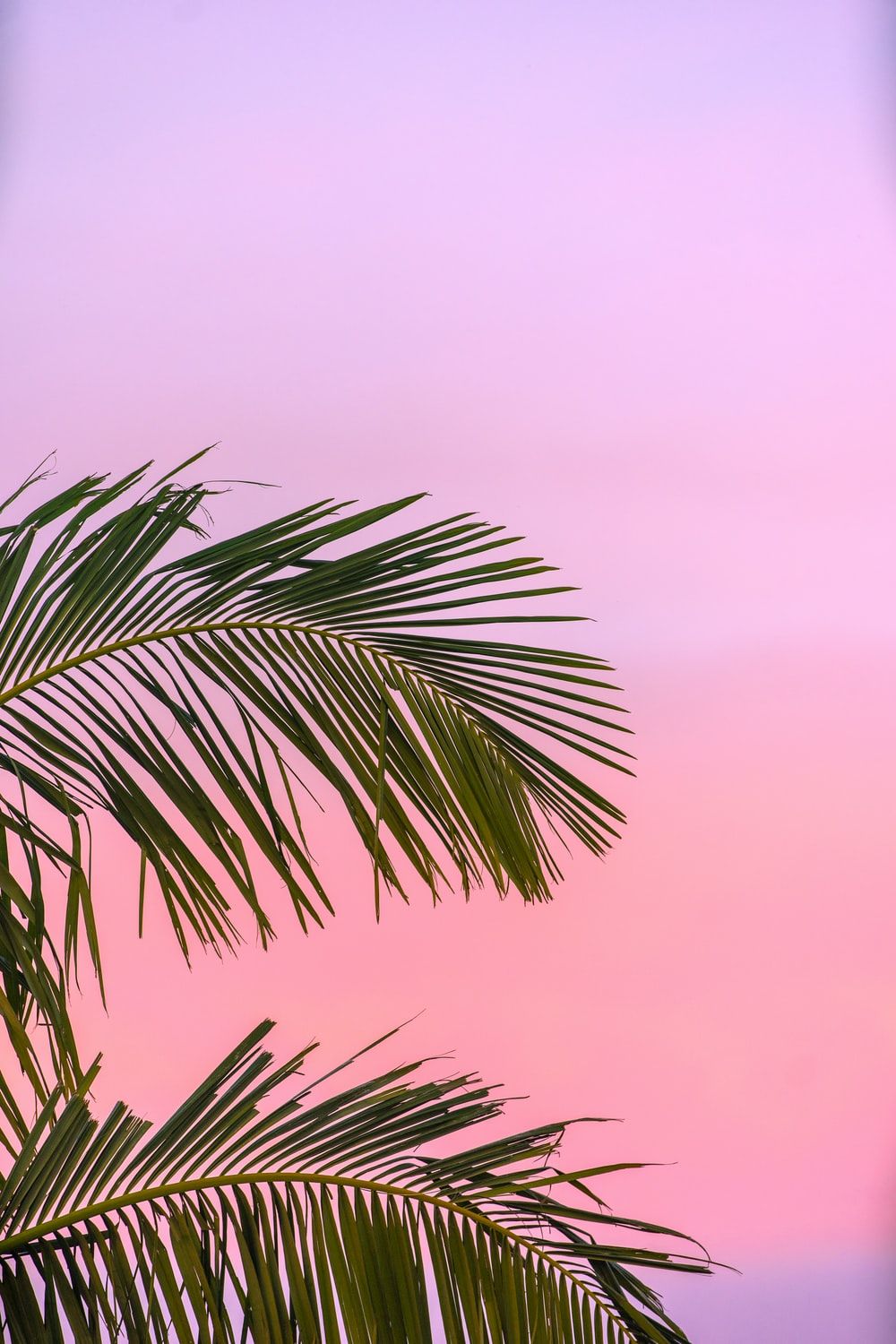 Palm Leaves Picture [HQ]. Download Free Image