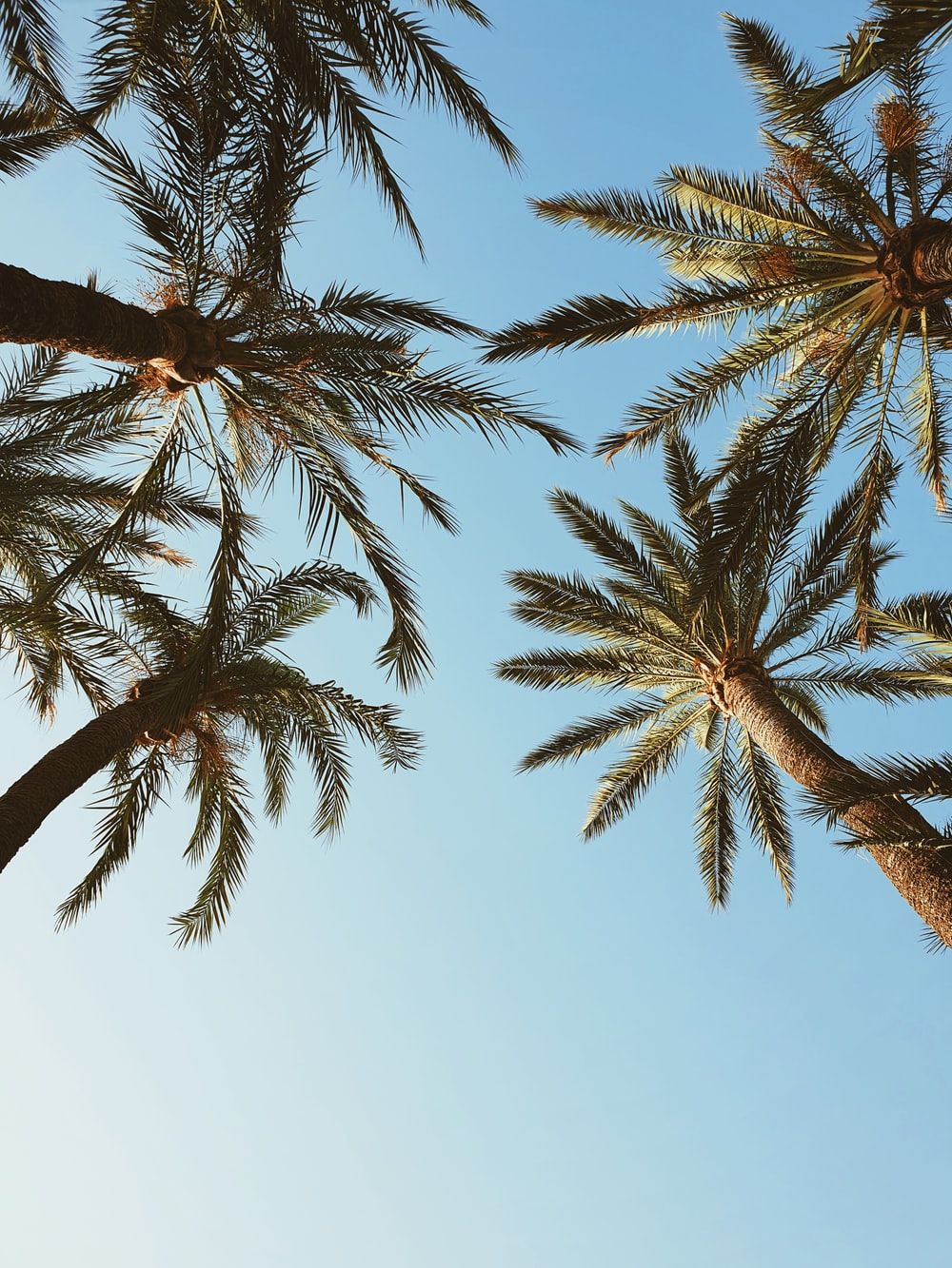 Palm Trees Summer Wallpapers - Wallpaper Cave