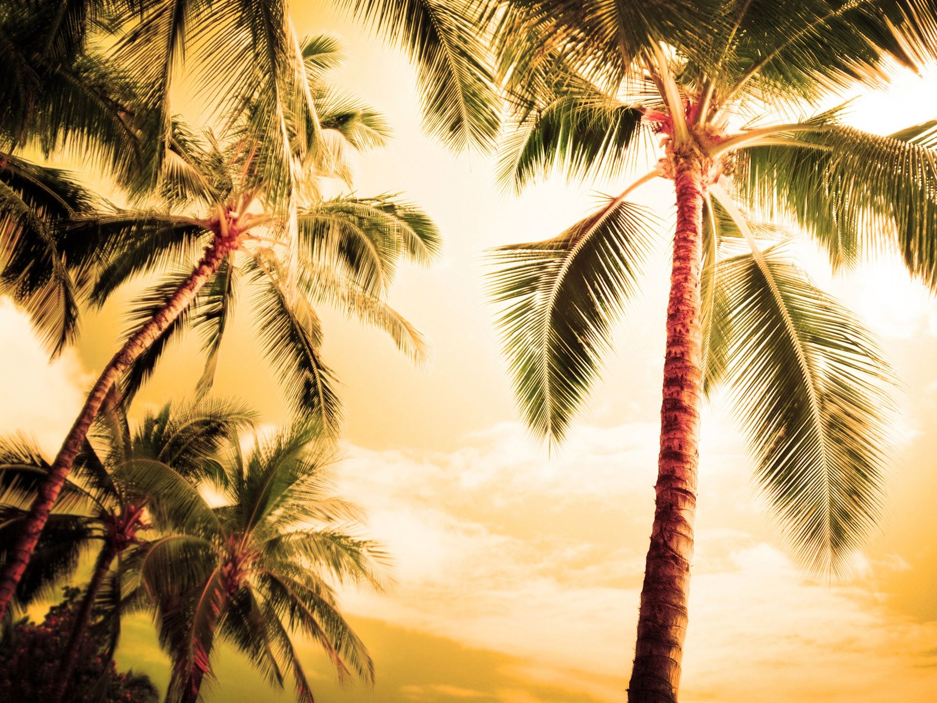 Wallpaper Hawaii, hot summer, palm trees 2560x1600 HD Picture, Image
