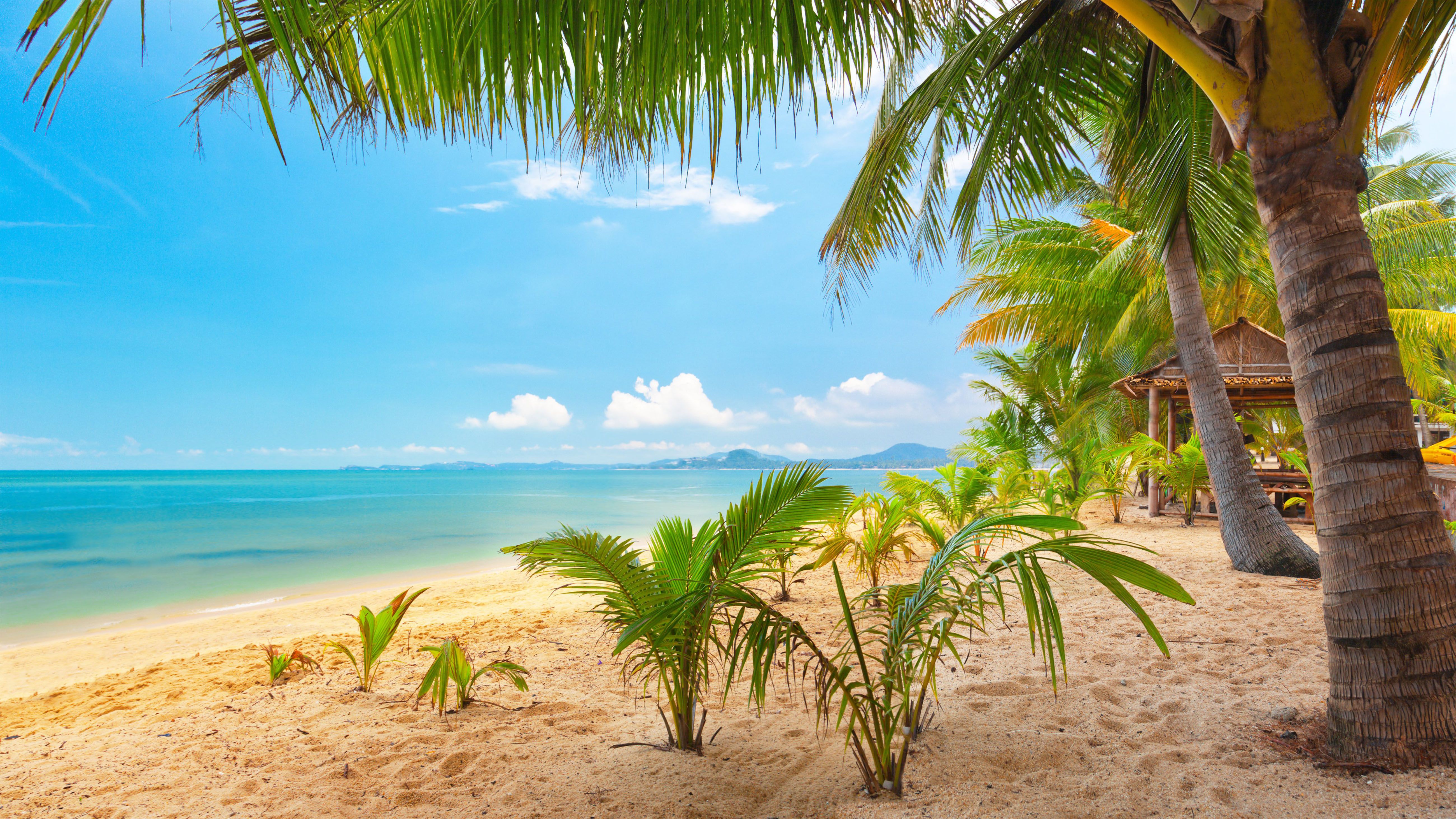 Blue Sea Ocean Beach Sand Palm Trees Summer Garden Summer Wallpaper HD 5200x2925, Wallpaper13.com