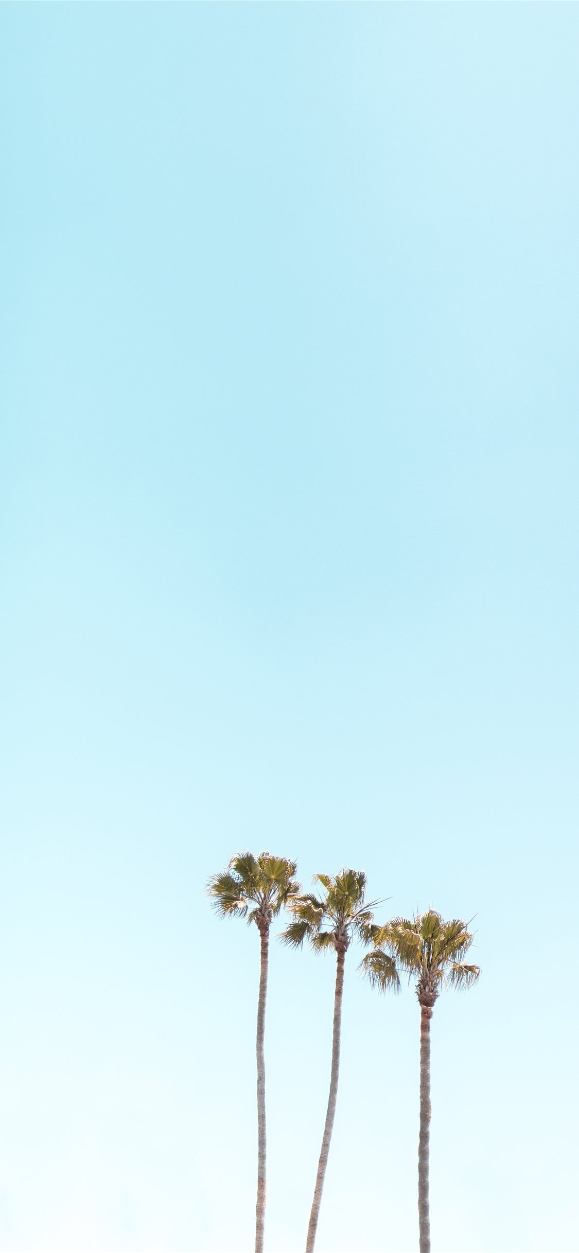 three palm trees iPhone X Wallpaper Free Download