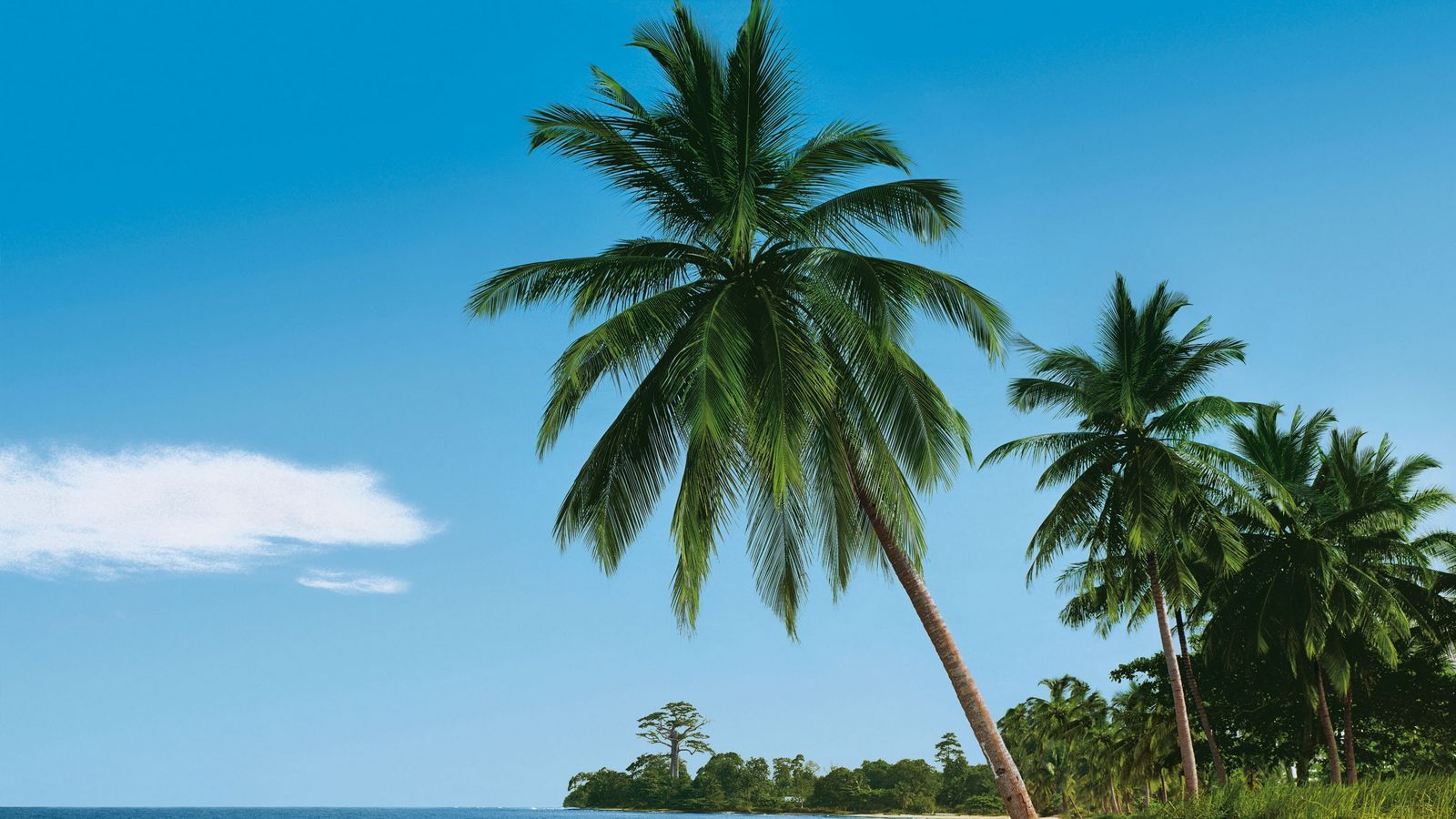 Download wallpaper 1600x900 beach, tropics, sea, sand, palm trees, summer widescreen 16:9 HD background