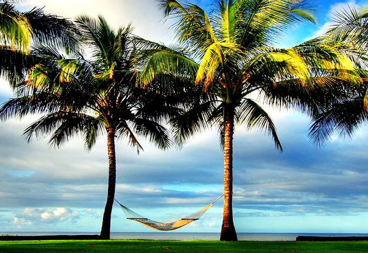 Summer, Nature, Palm Tree background. Best Free photo