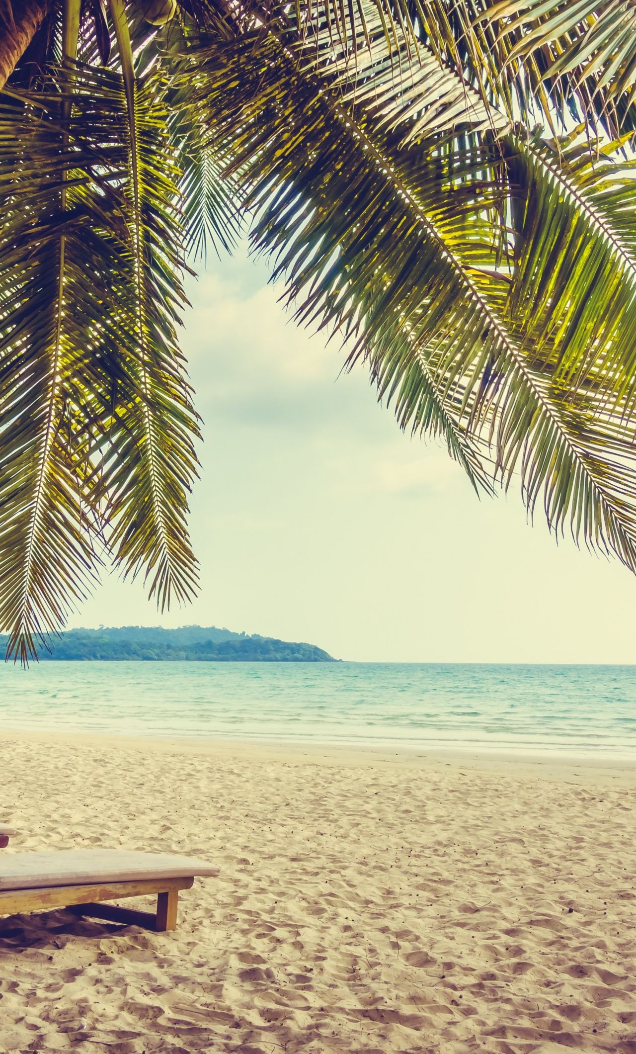 Palm Tree, Beach, Sand, Holiday, Summer, Wallpaper Plus Palmtree Background
