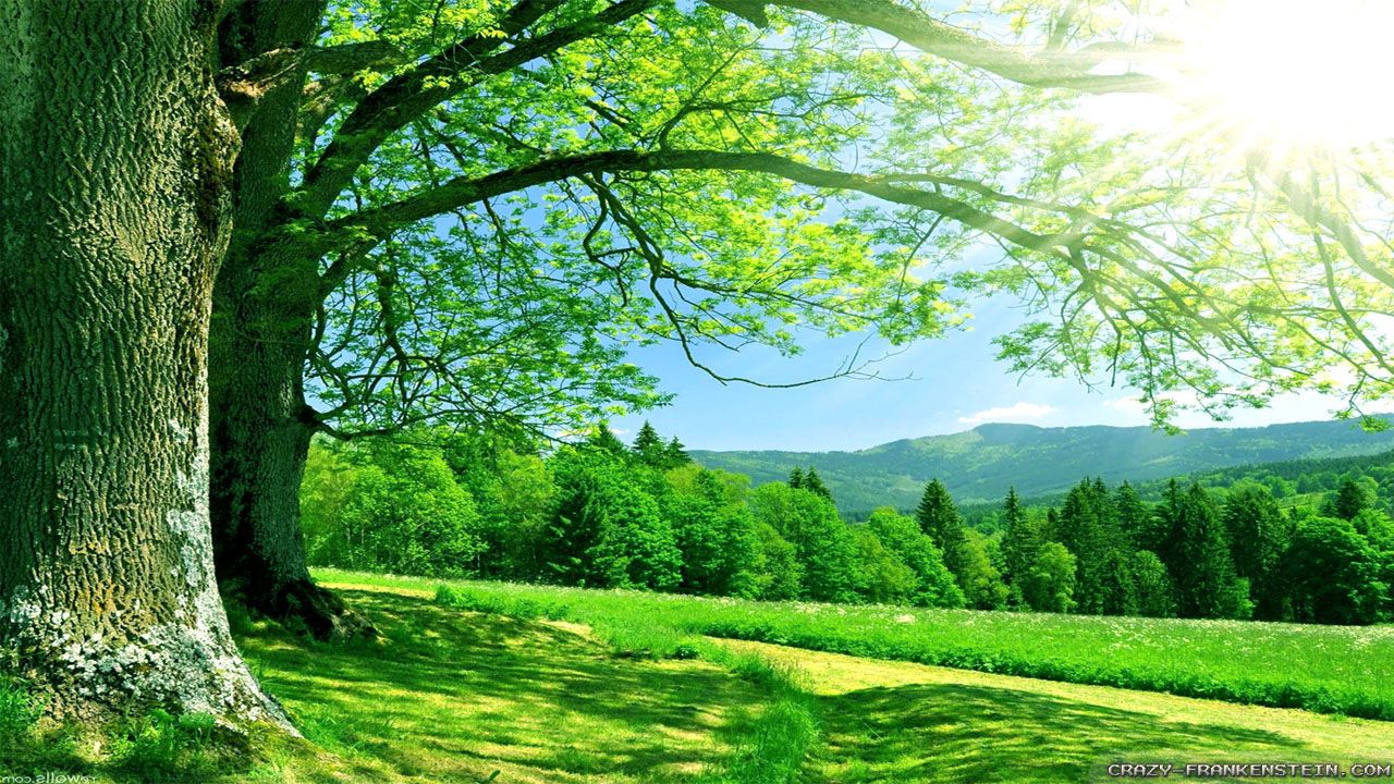 Background image Nature Background for Free PowerPoint