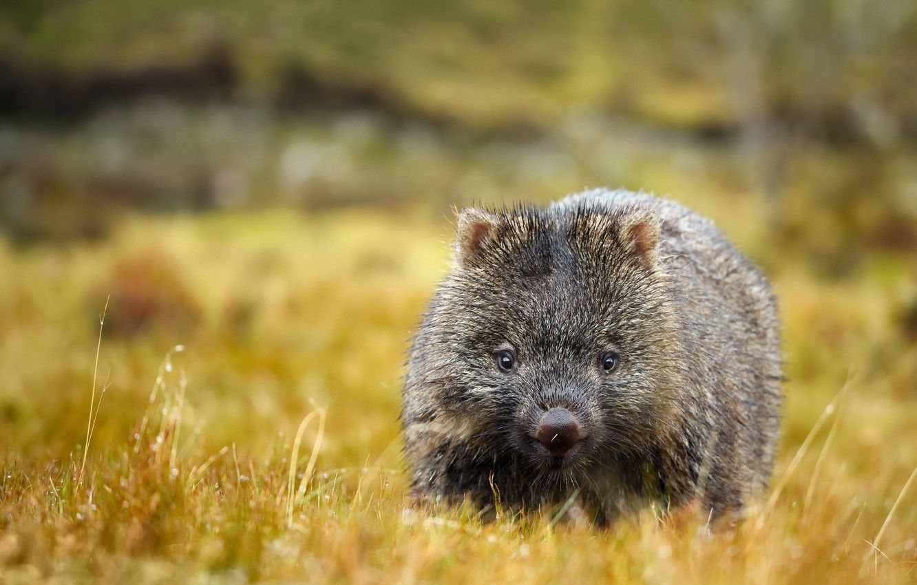 Wallpaper summer, nature, wombat image for desktop, section животные