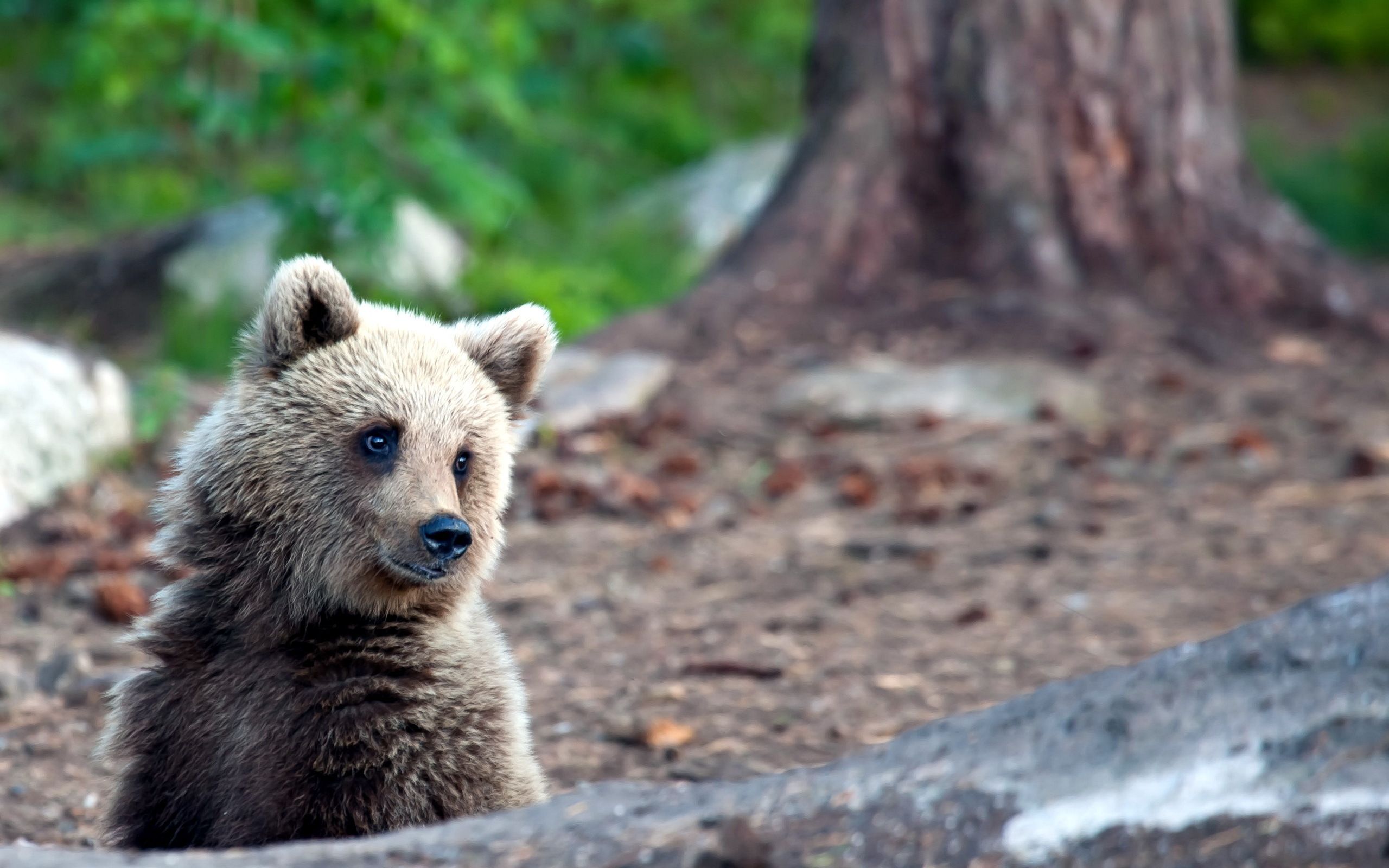 Wallpaper, wildlife, summer, Zoo, Grizzly bear, brown bear, woods, wonder, fauna, mammal, vertebrate 2560x1600