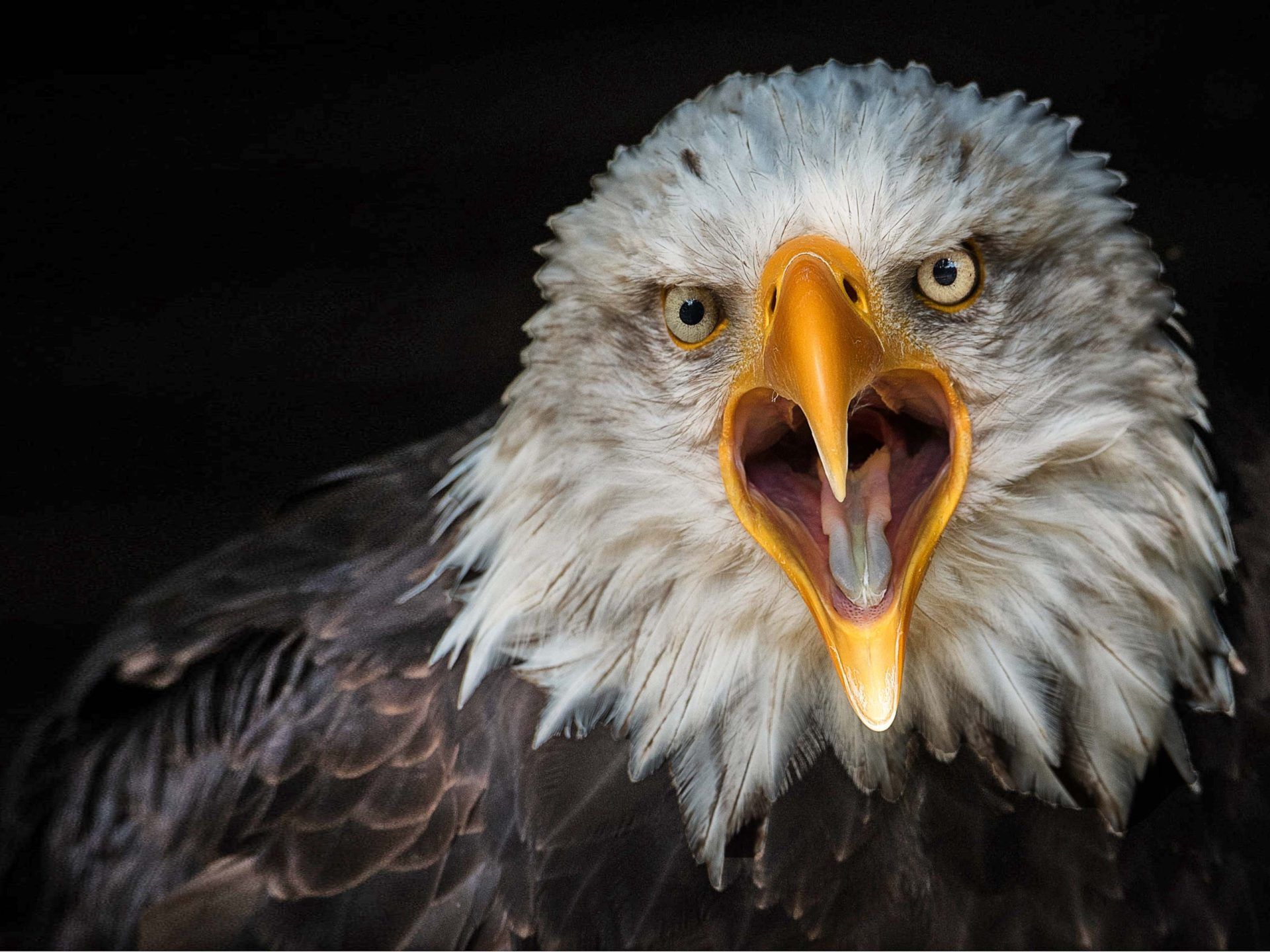 Bird Bald Eagle From Close Up 4k Ultra HD Wallpaper For Desktop Laptop Tablet And Mobile Phones, Wallpaper13.com