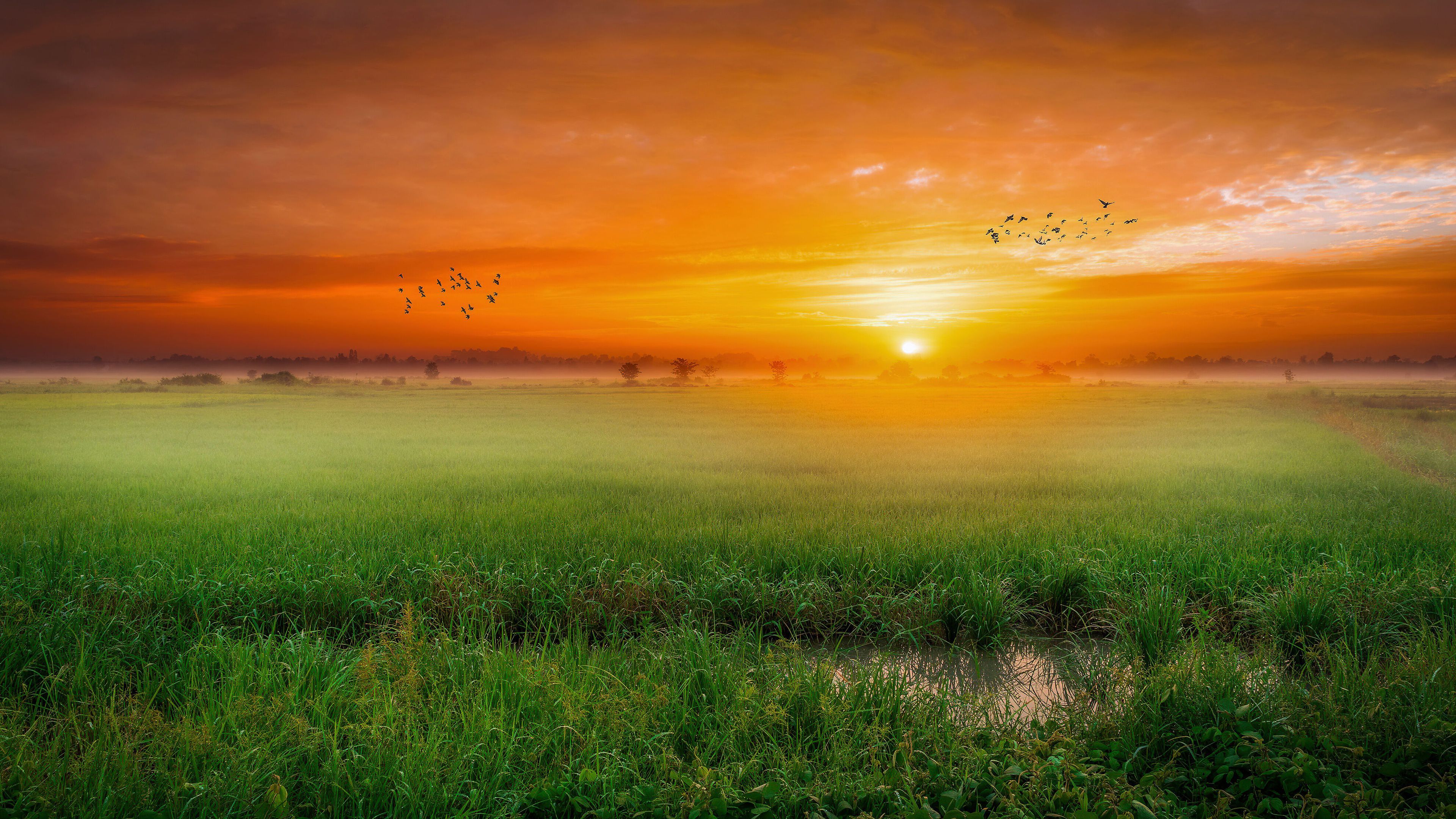 Green Field With Birds During Sunset Time 4K HD Nature Wallpaper