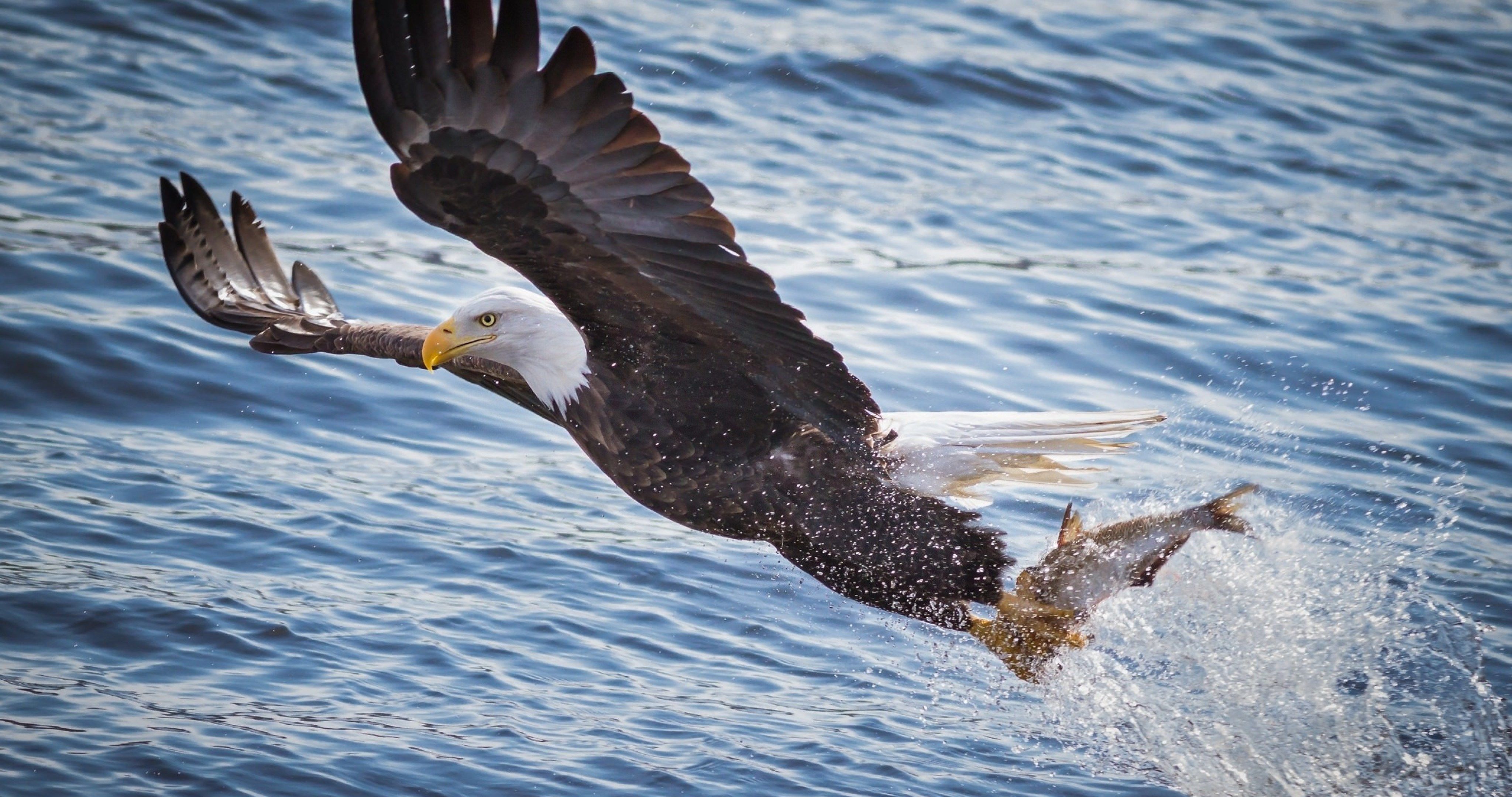 bald eagle fishing 4k ultra HD wallpaper High quality walls