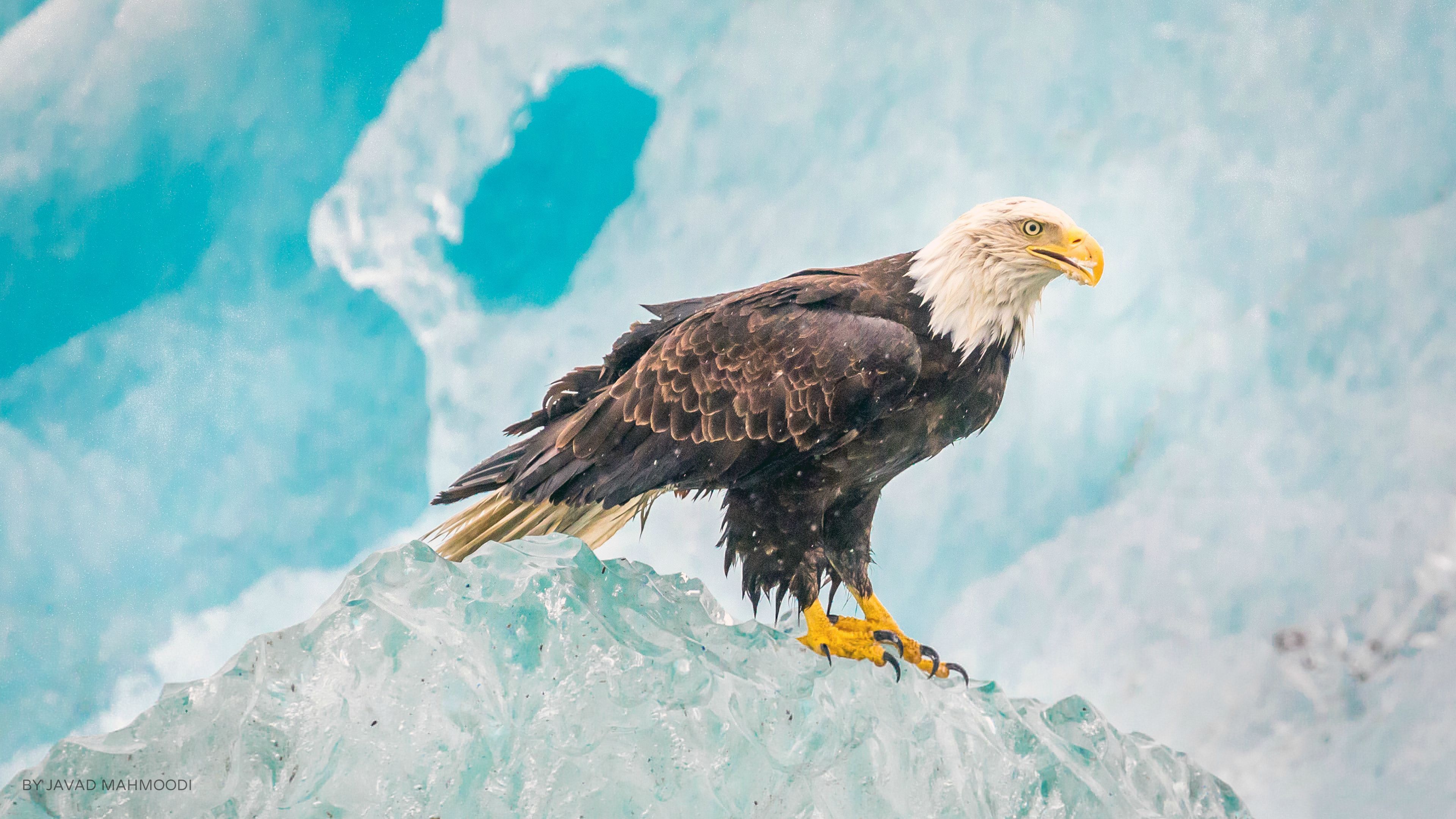 Bald Eagle On Ice Ultra HD